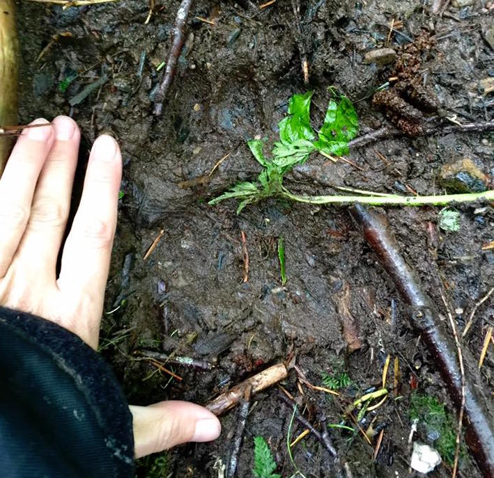 Black bear tracks, WA, USA, North America, Kersey Lawrence, Ursidae, onmivore, mammal, padded-foot
