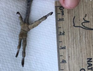 Sandy Reed Northern flicker foot, Ohio, Sandy Reed