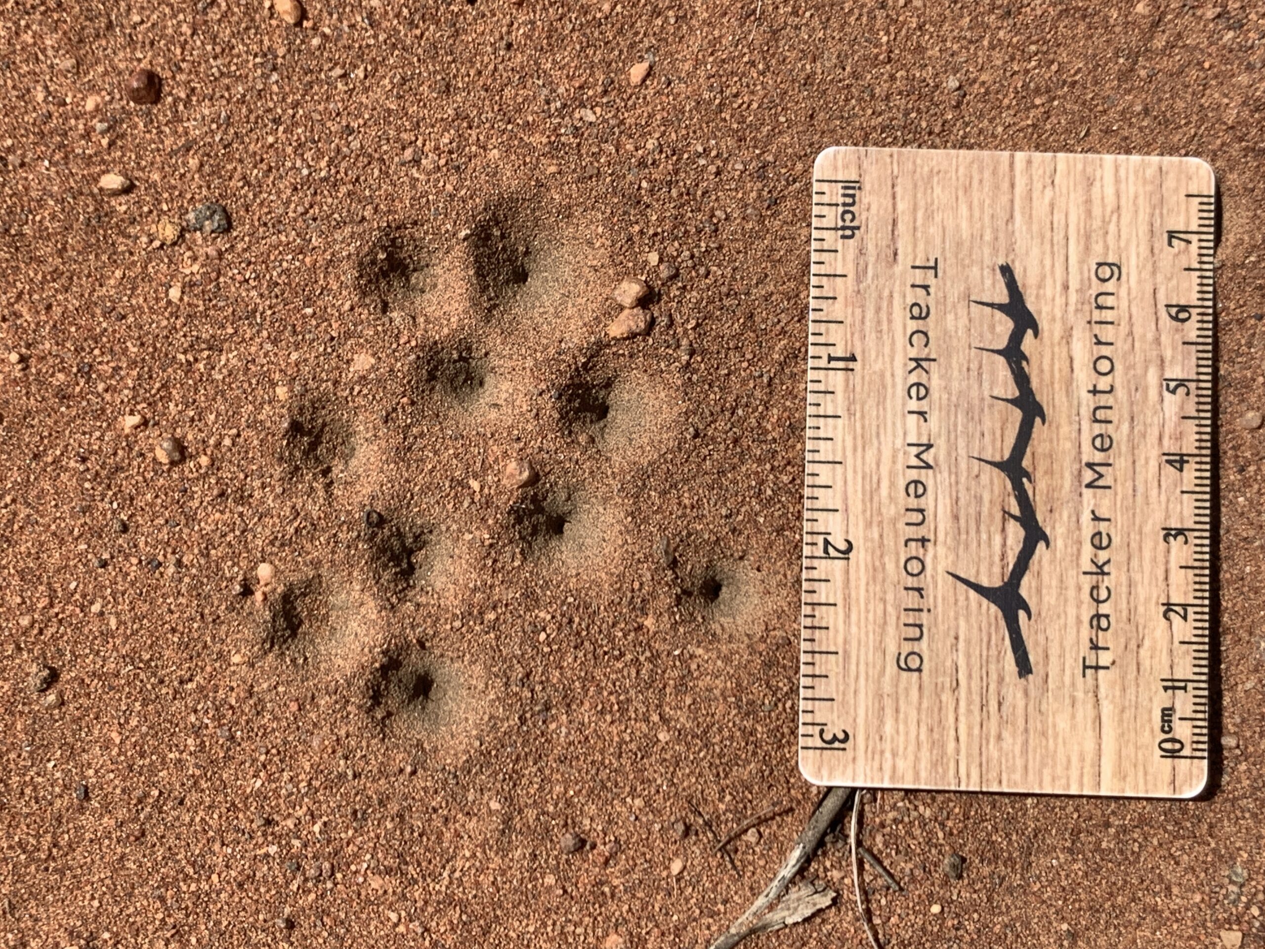 Antlion larval pitfall traps, Makalali, South Africa, August 2023 quiz