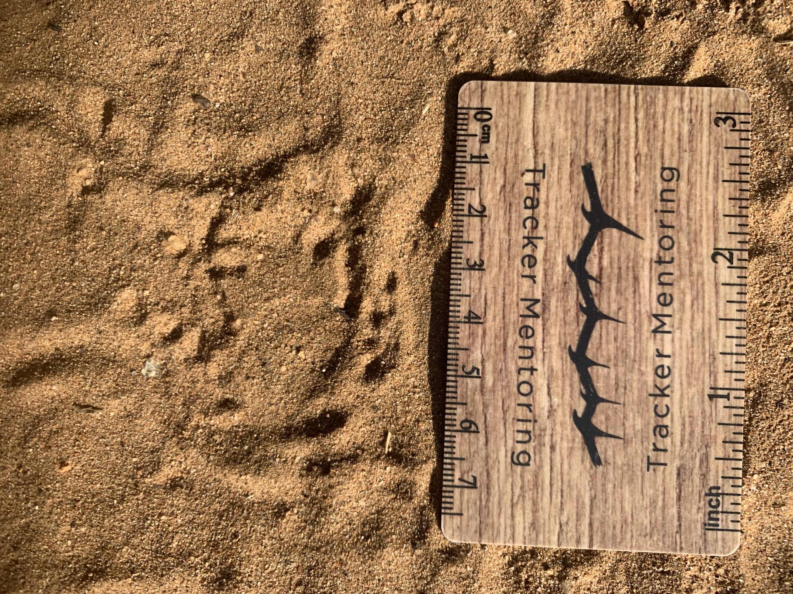Frog tracks with body print, Makalali, South Africa, August 2023 quiz