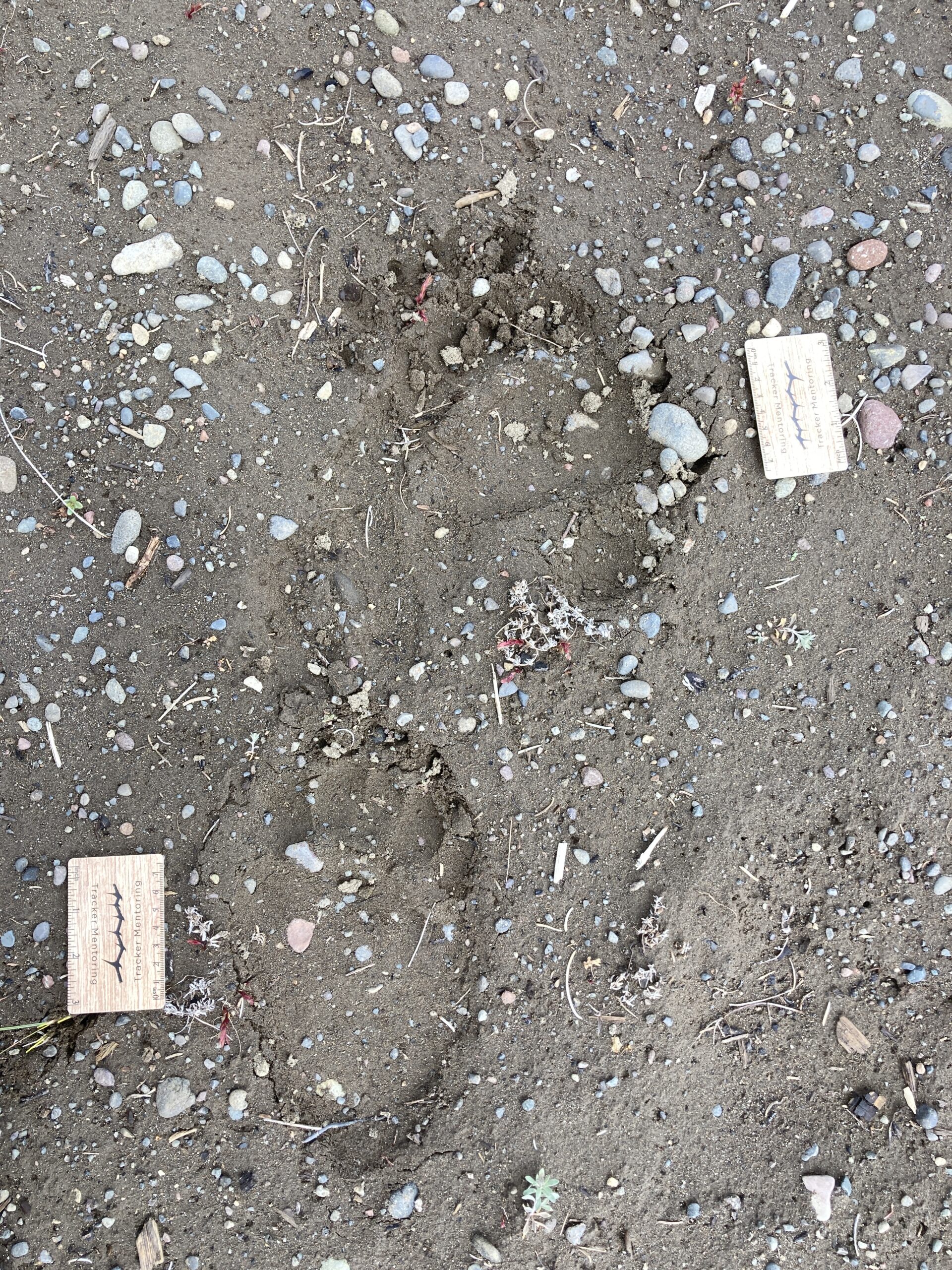 Grizzly bear tracks, Yellowstone, North America, August 2023 quiz