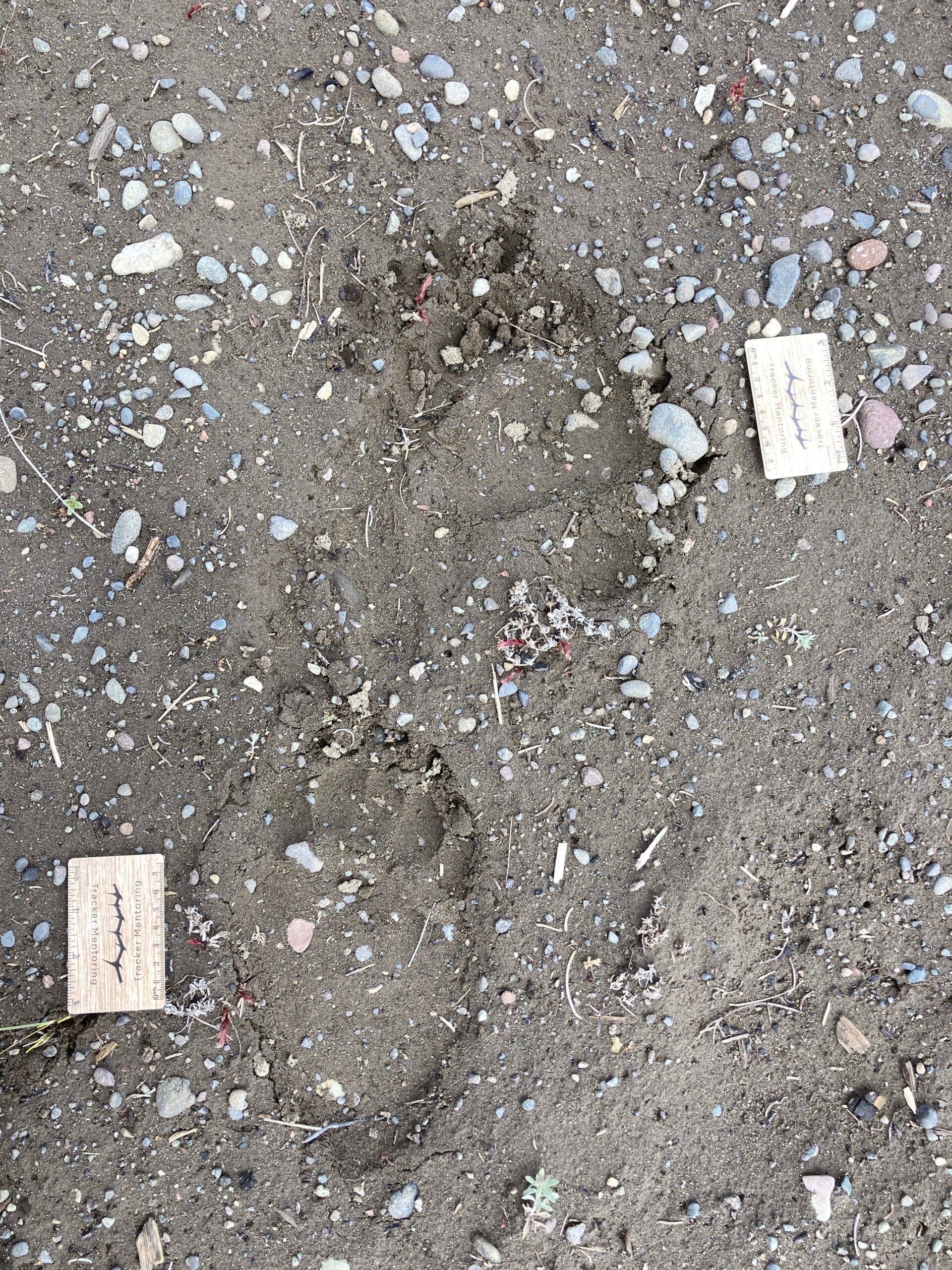 Grizzly bear tracks, Yellowstone, North America, August 2023 quiz