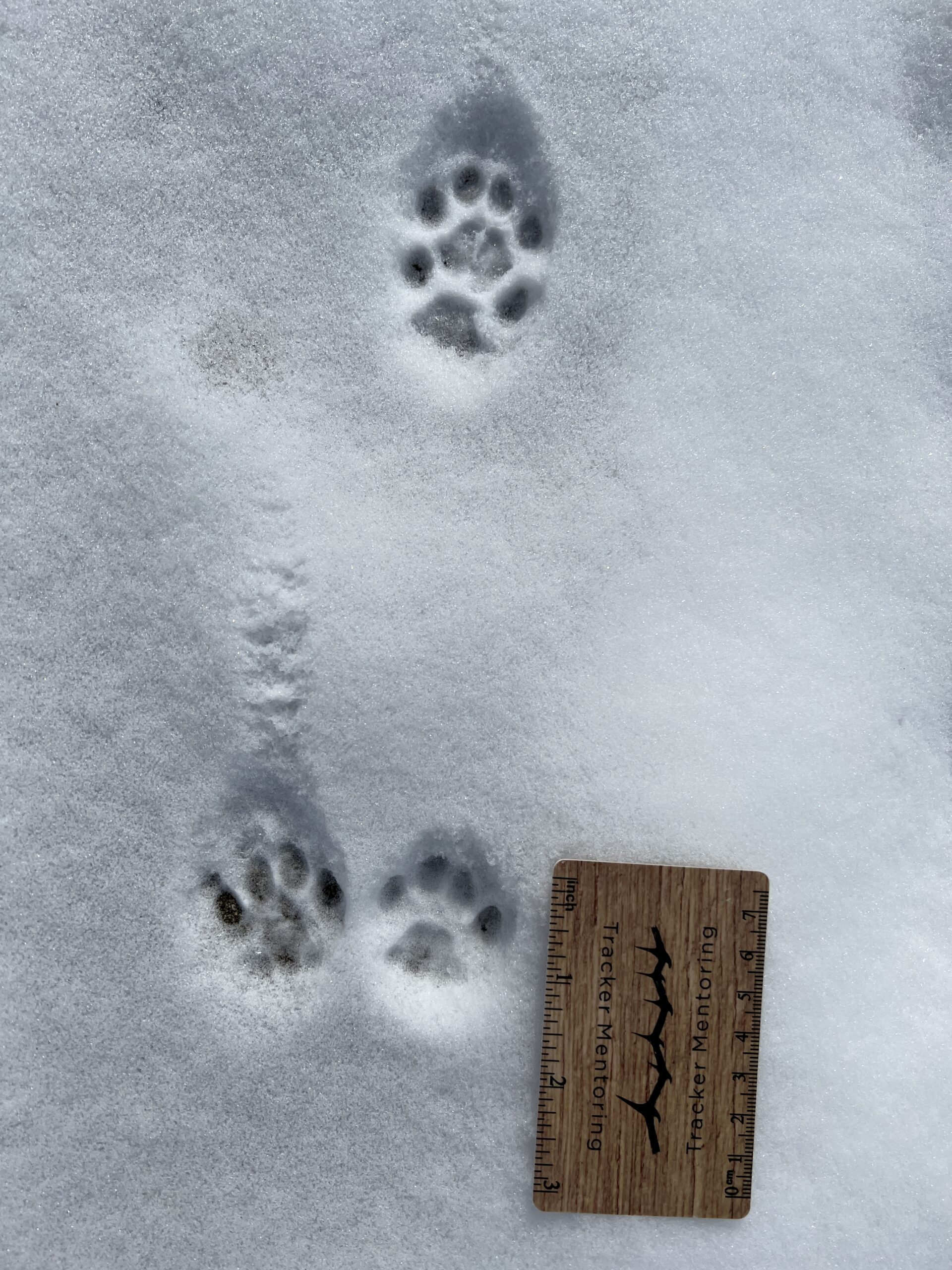domestic cat tracks USA