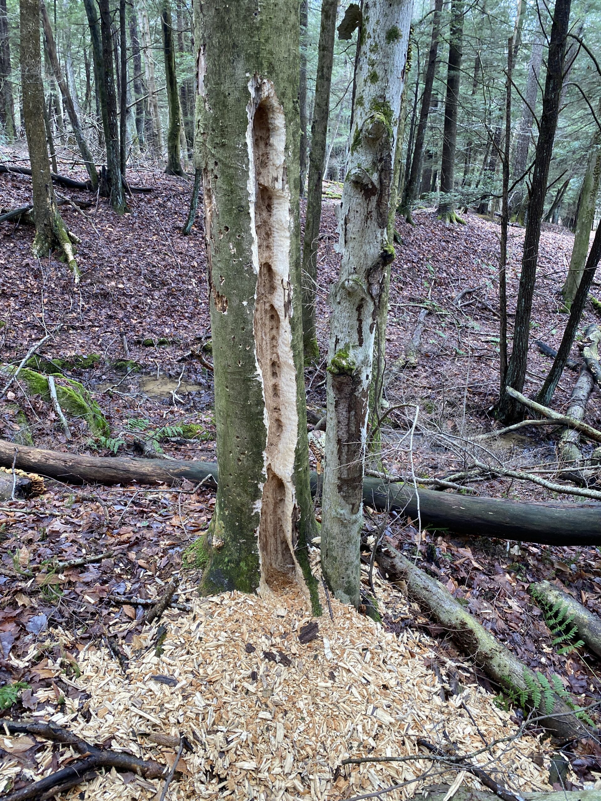 pileated woodpecker feeding sign USA