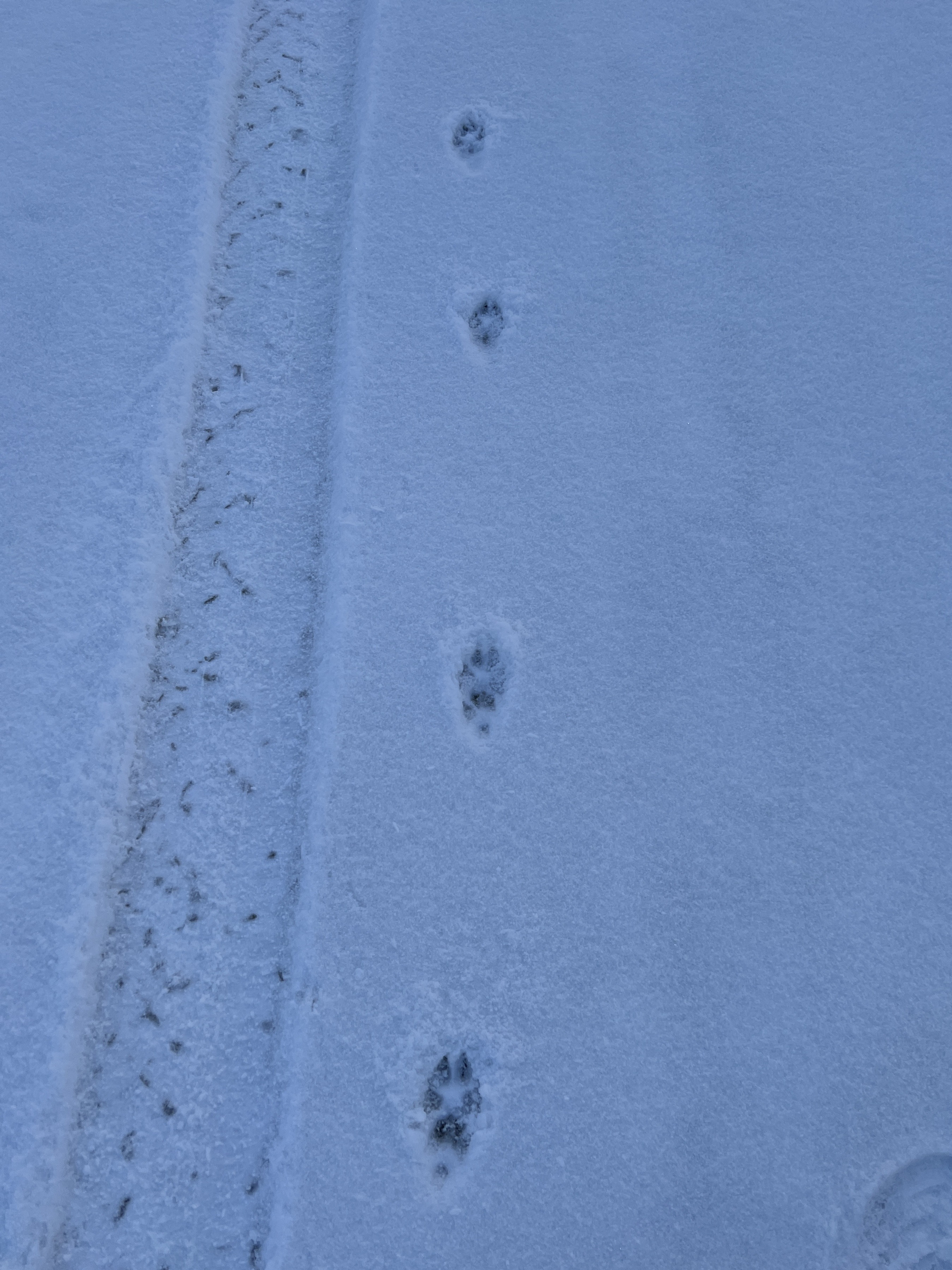 coyote tracks USA