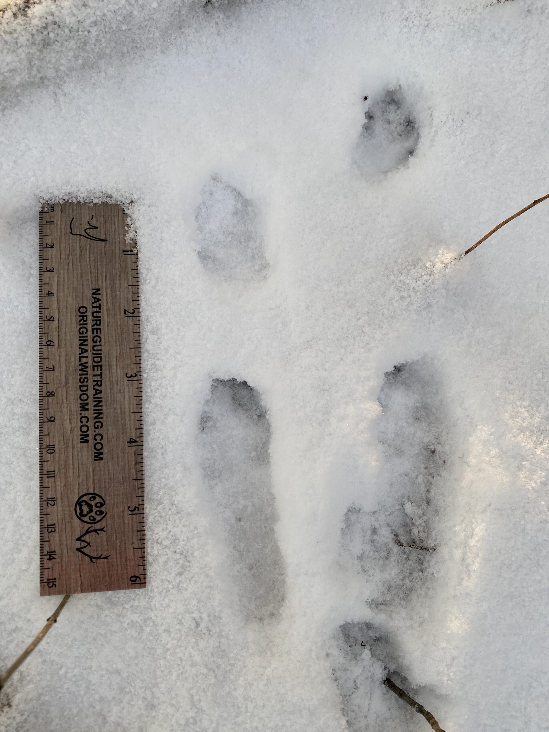 cottontail tracks USA