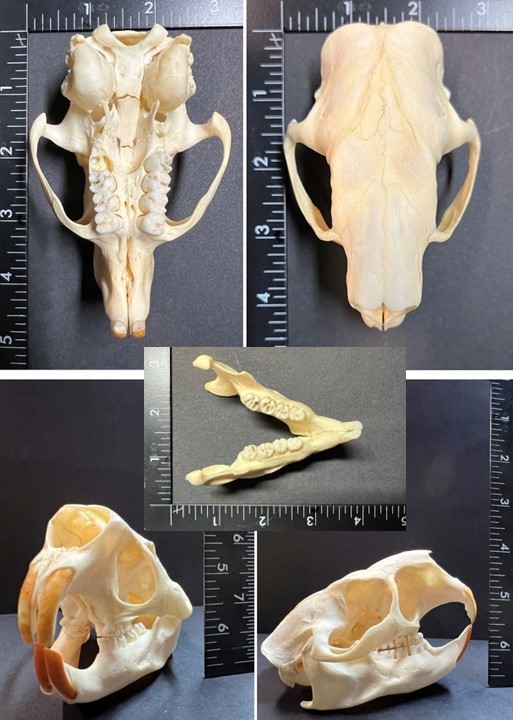 porcupine skull USA