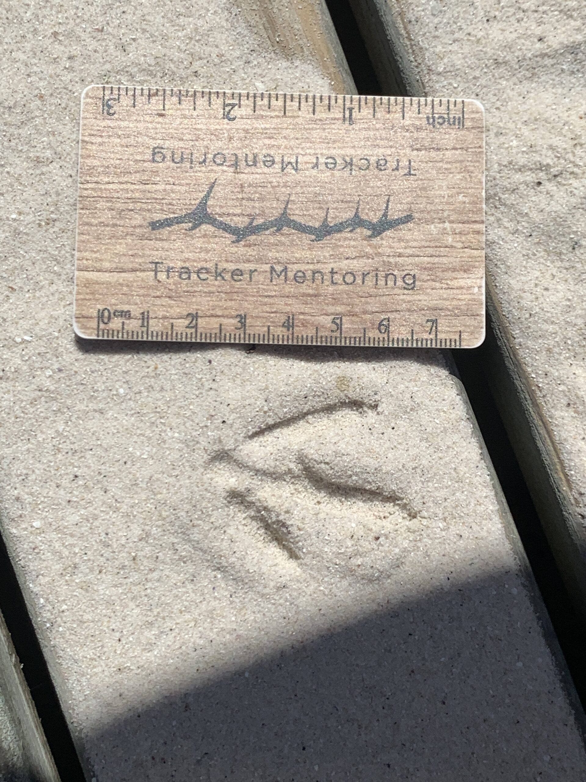 Thick-knee (dikkop) track, Boulders Beach, Cape Town, South Africa