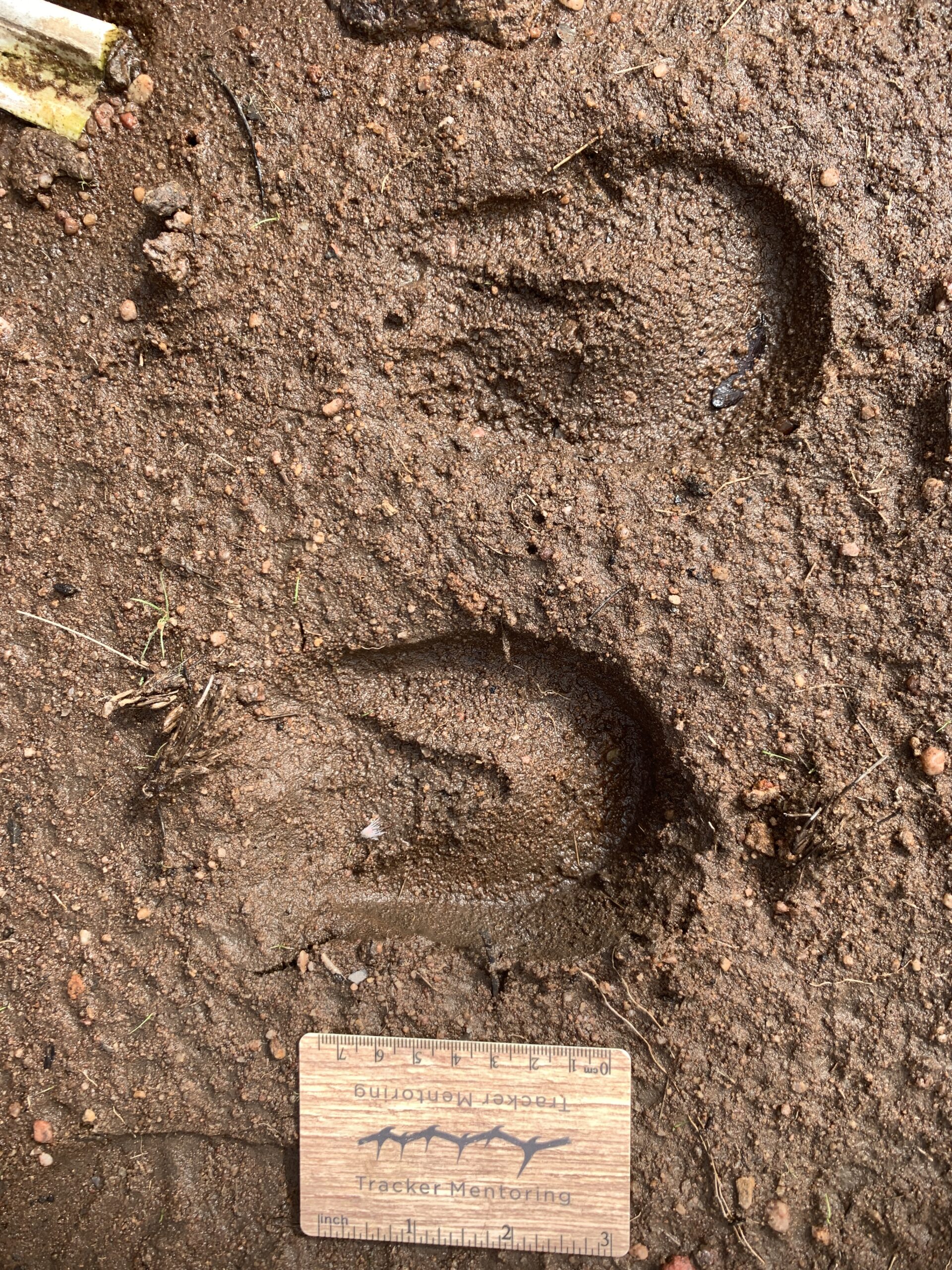 Zebra tracks, South Africa