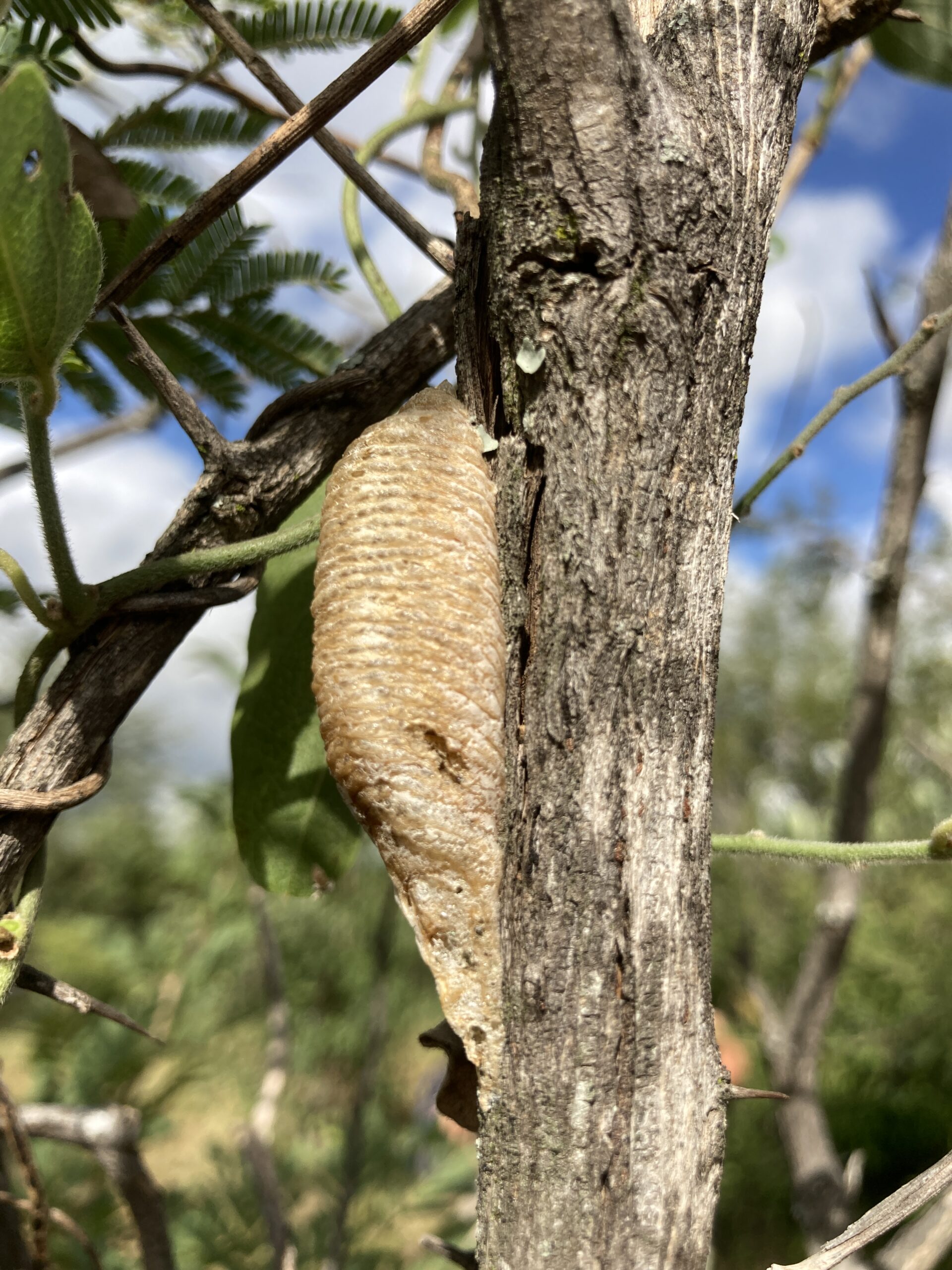 Praying mantis ootheca, South Africa