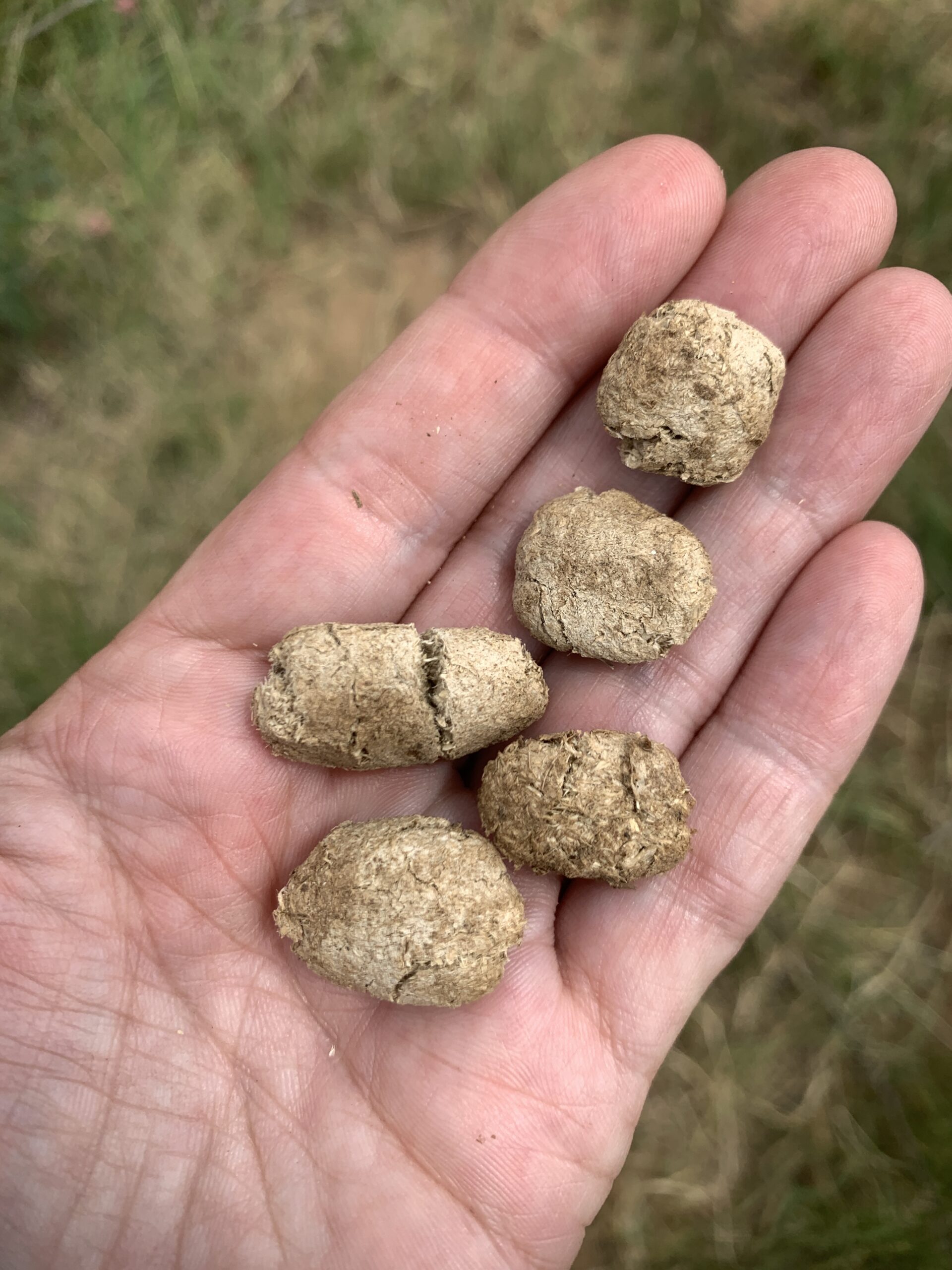 Springhare dung, South Africa