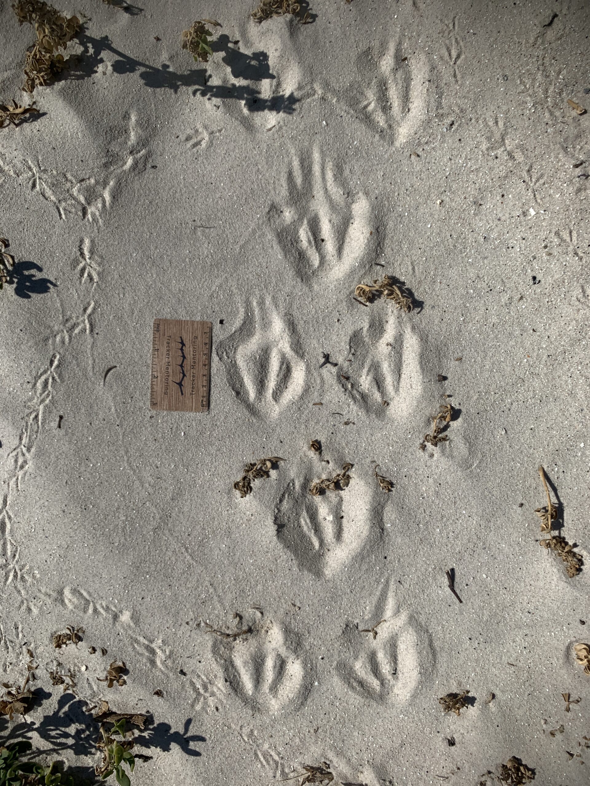 African penguin tracks, Boulders Beach, Cape Town, South Africa