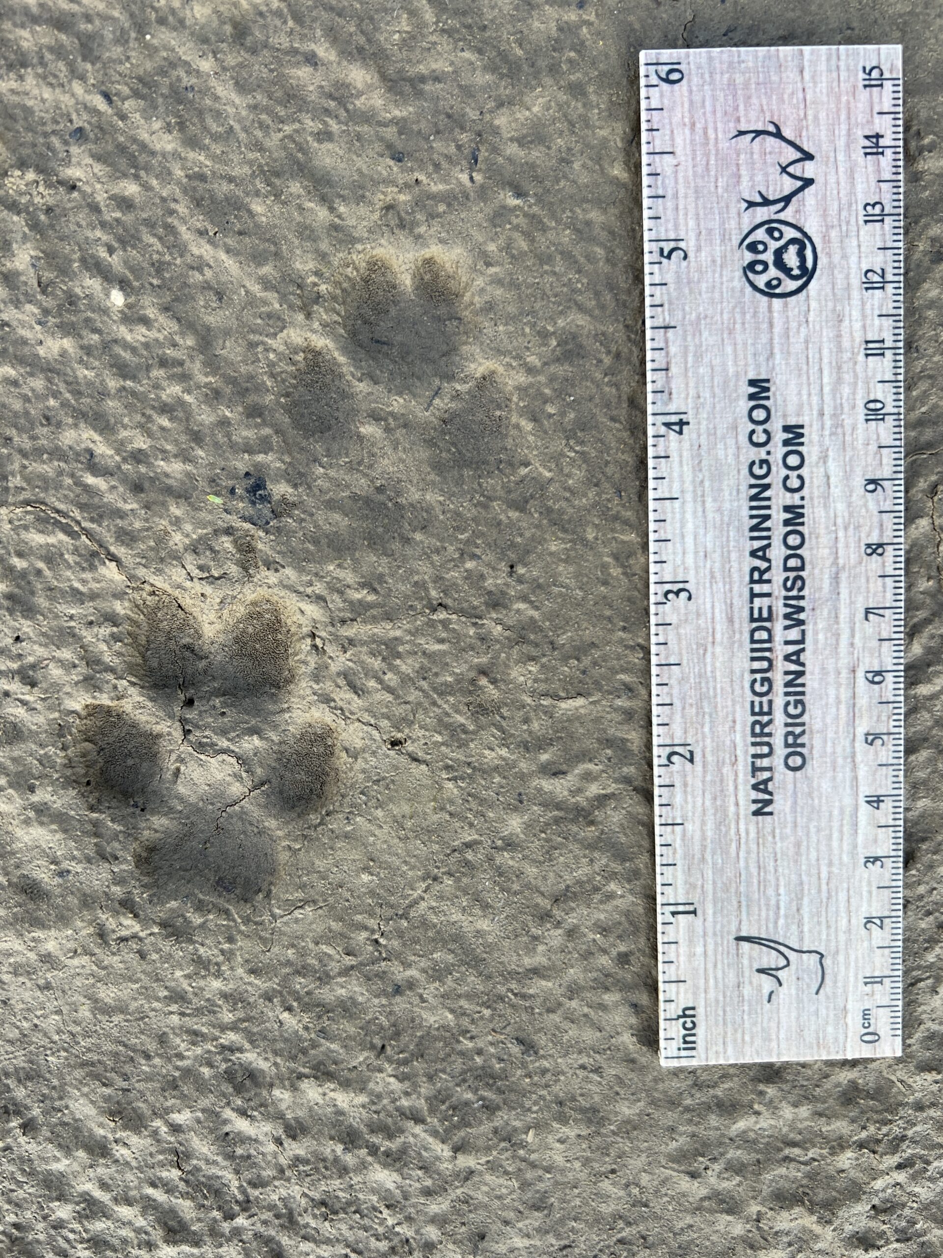 red fox tracks, front above and hind below