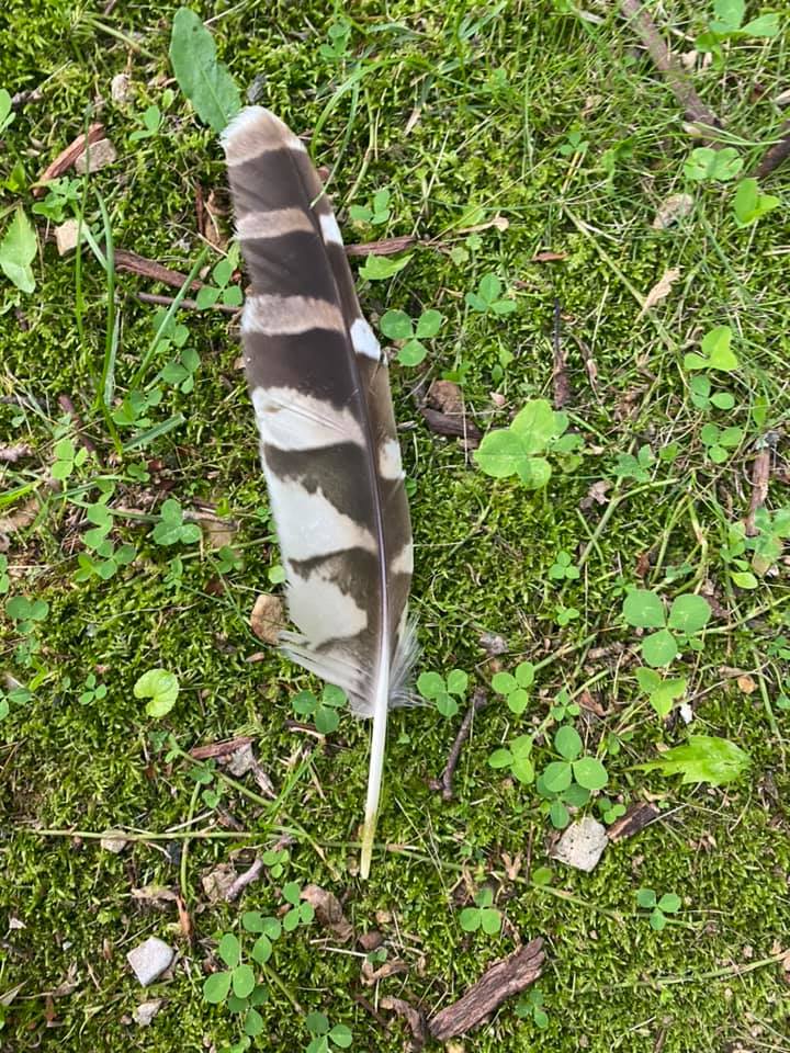 Barred owl feather, left wing primary