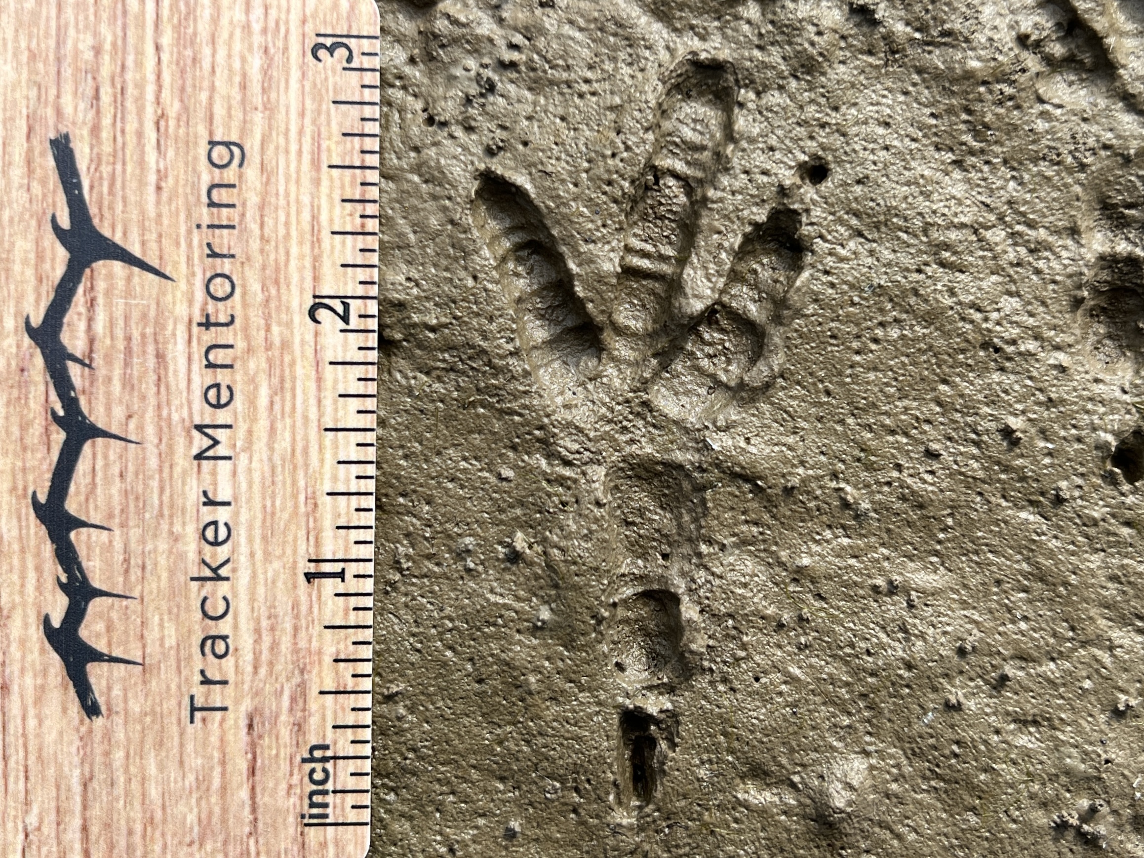Crow track, Allegheny mudflats, Southwestern New York, North America