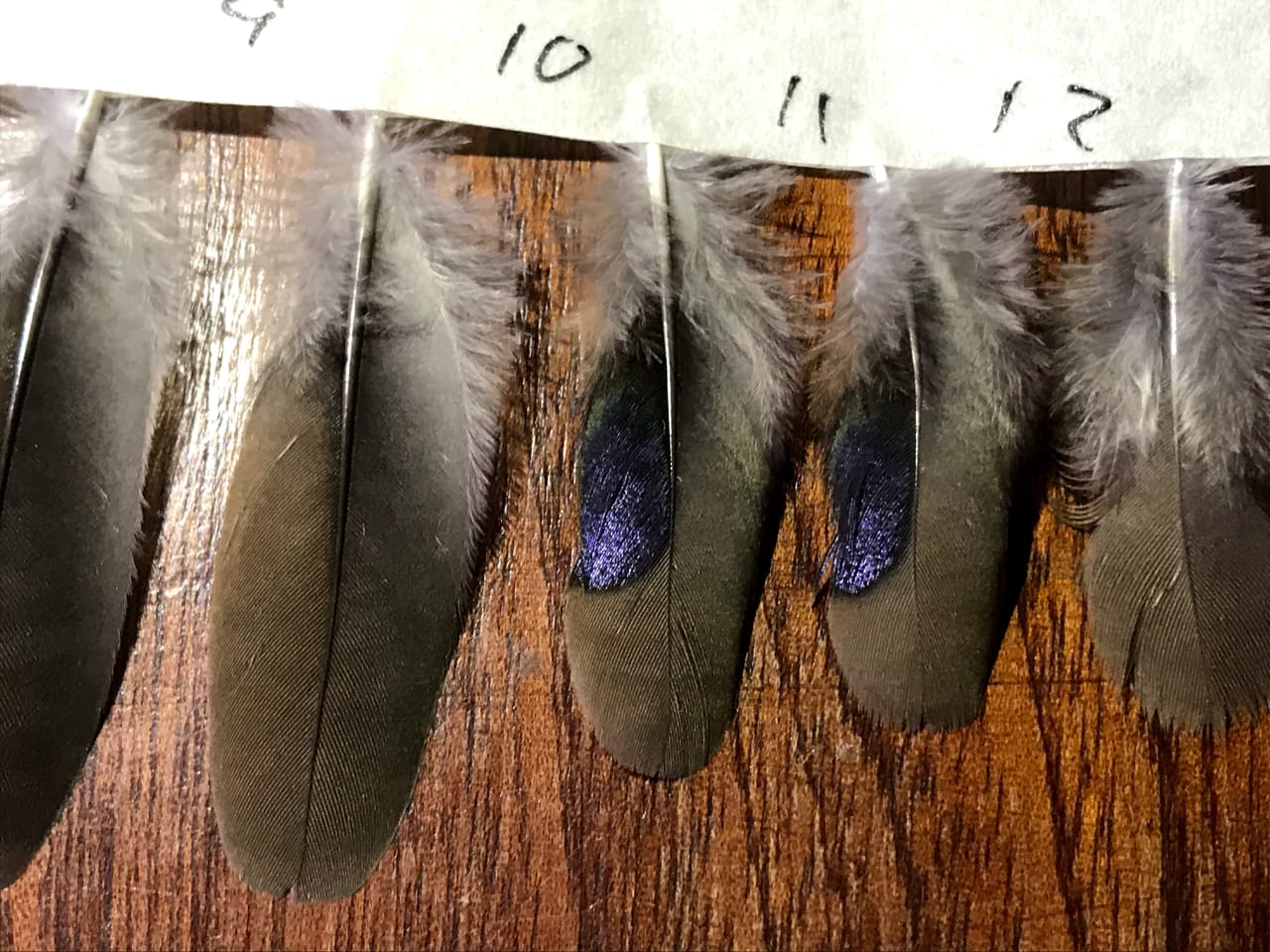 Blue spotted wood dove feathers, Garamba, Congo