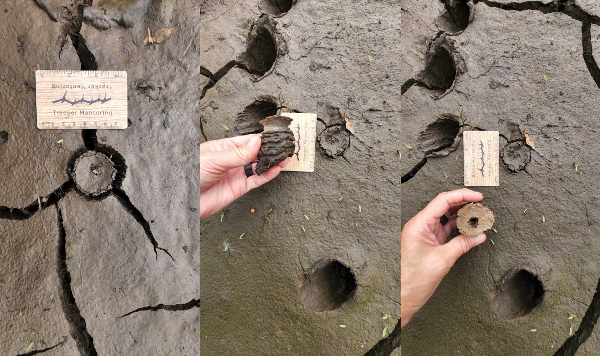 Hippo fly larval chamber, Kruger region, South Africa