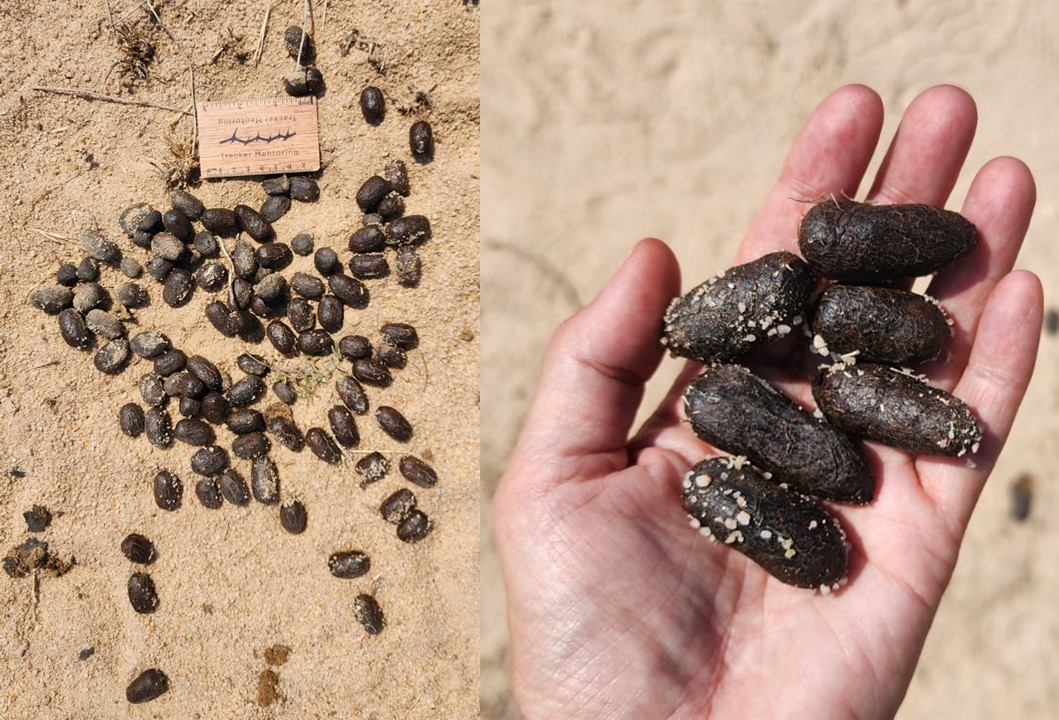 Eland dung, Moholoholo Mountain View, Near Hoedspruit, South Africa