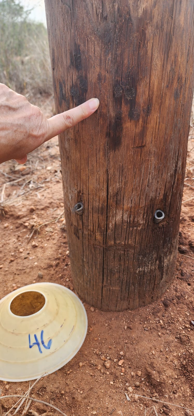 African civet pasting, Greater Kruger region, South Africa