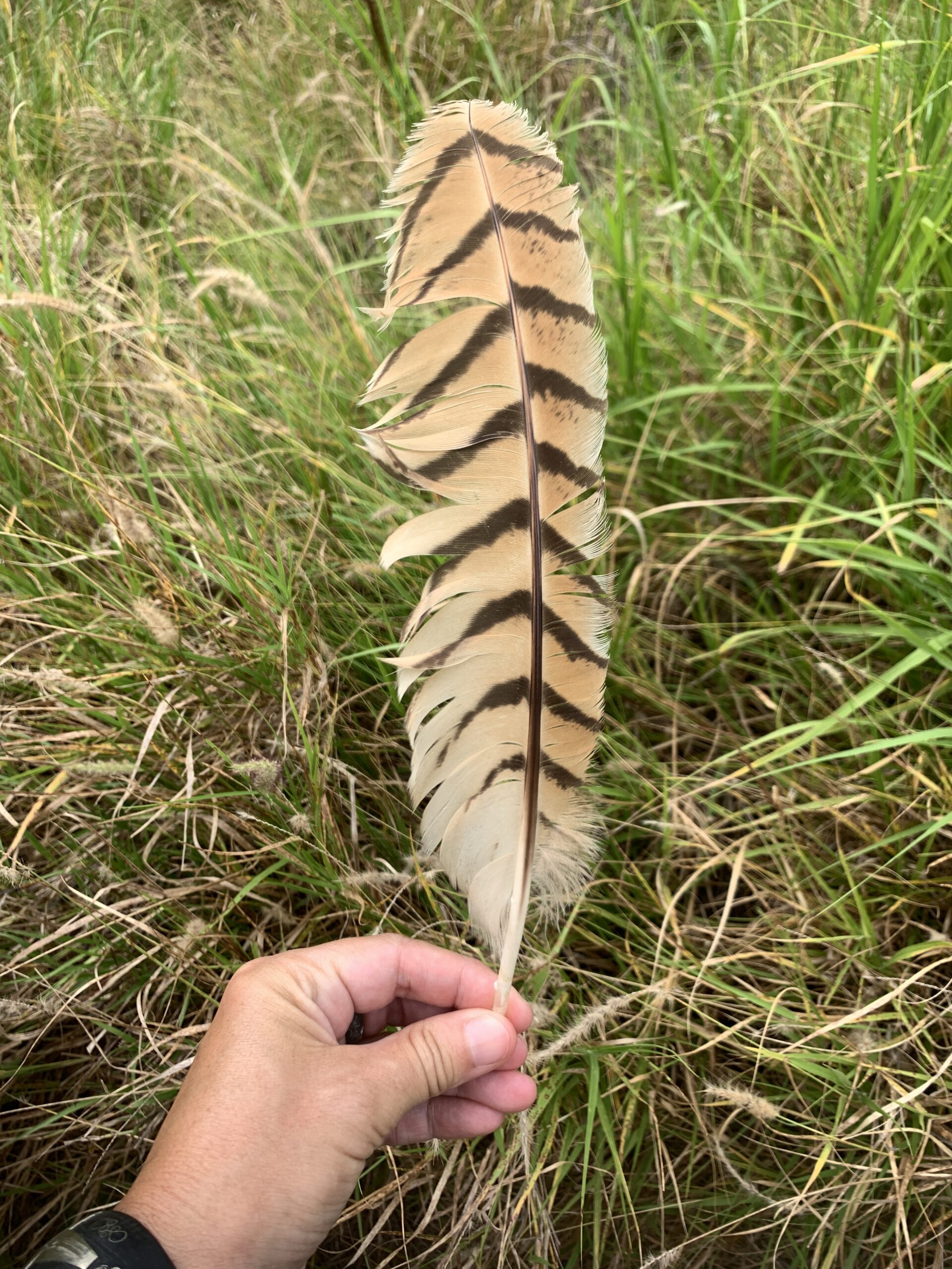 Pel's fishing owl, bird feather, Hoedspruit area of the Greater Kruger, near a large river with big trees, South Africa, Africa