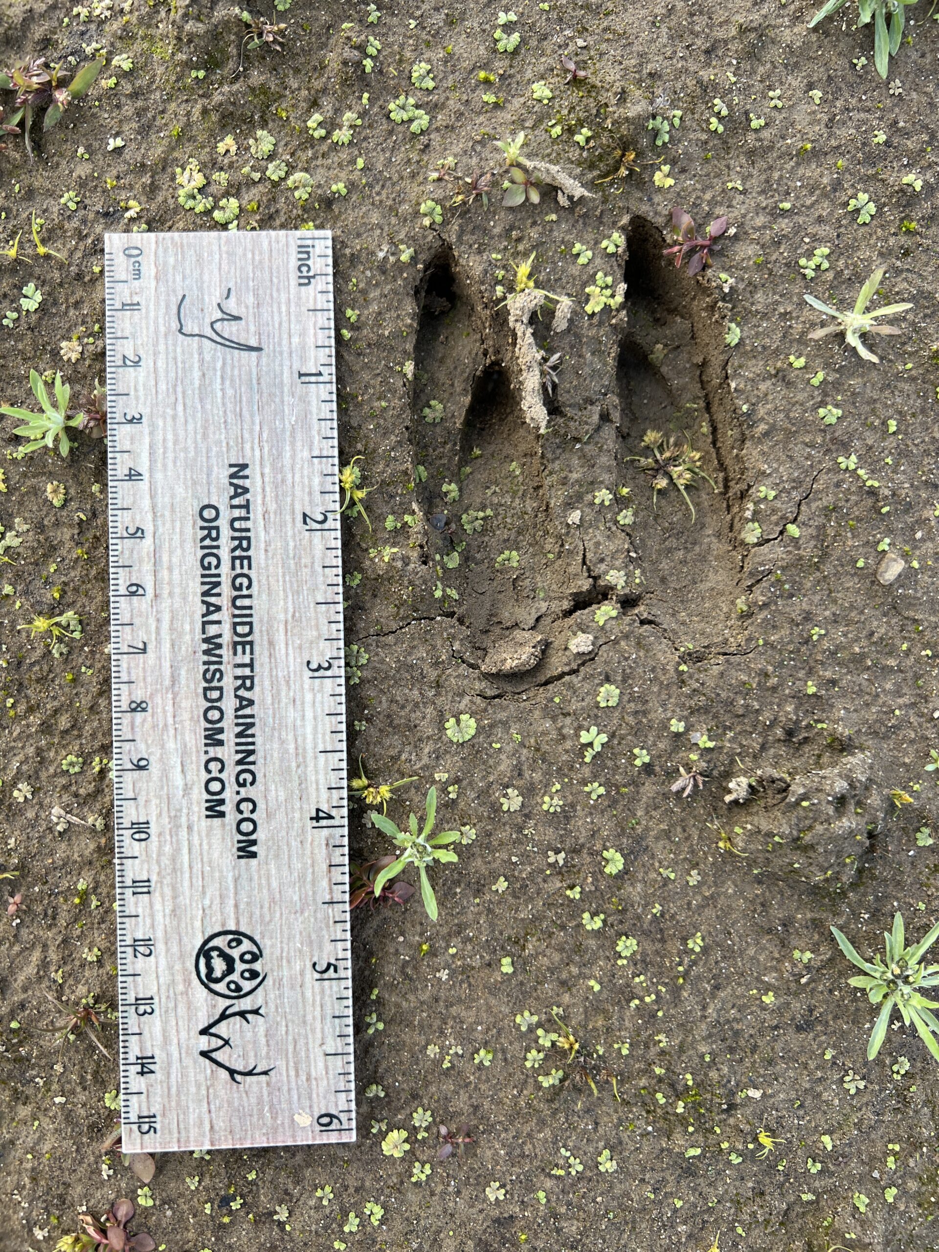 Whitetail deer tracks, southwestern New York, USA, North America