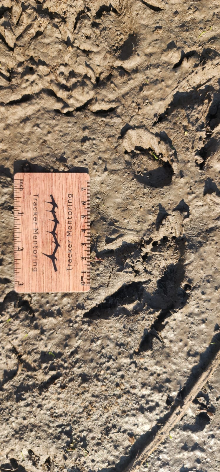 Leopard tortoise tracks, Greater Kruger, South Africa