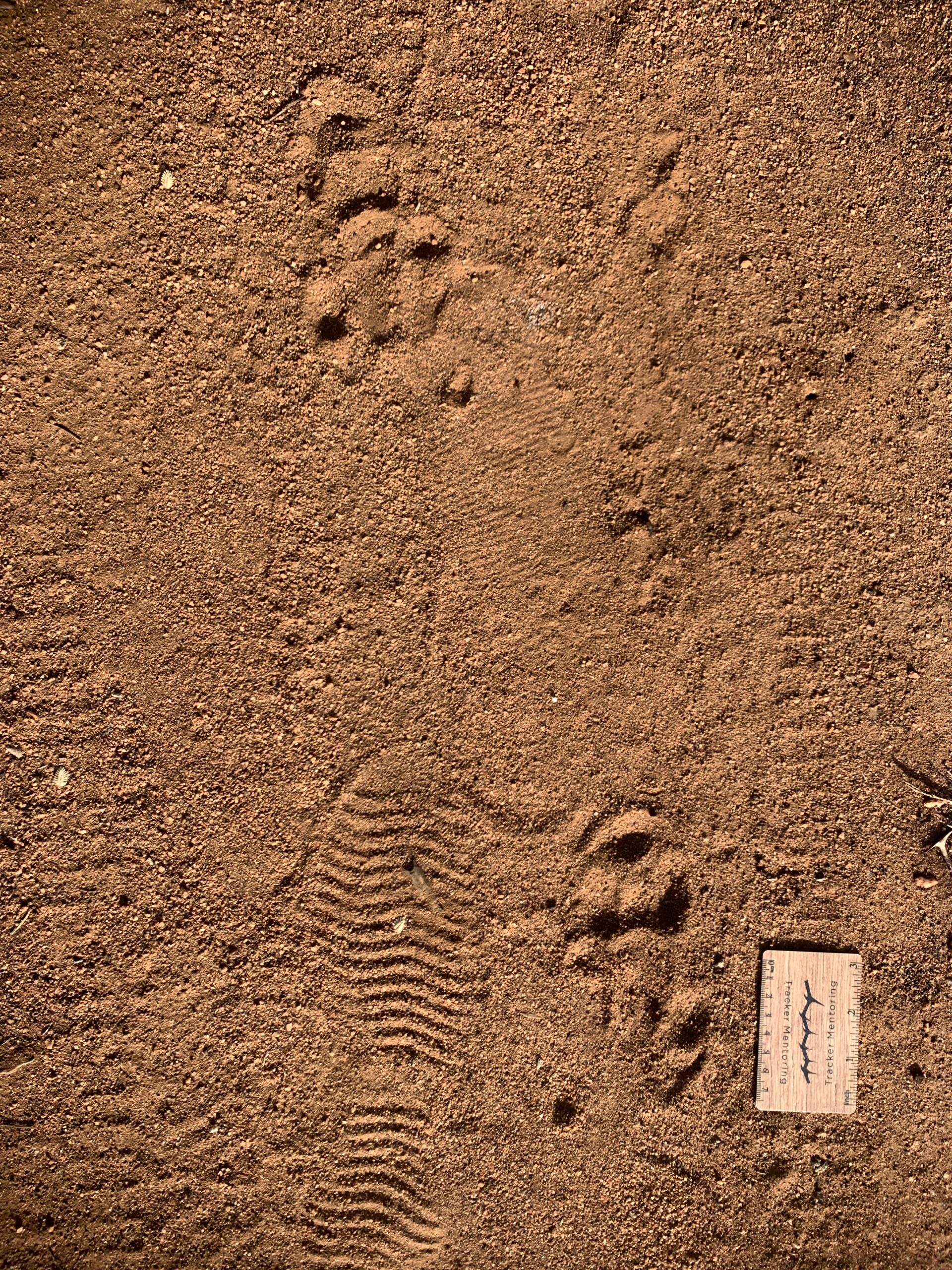 Aardvark tracks, mammal, Greater Kruger region, South Africa, Africa