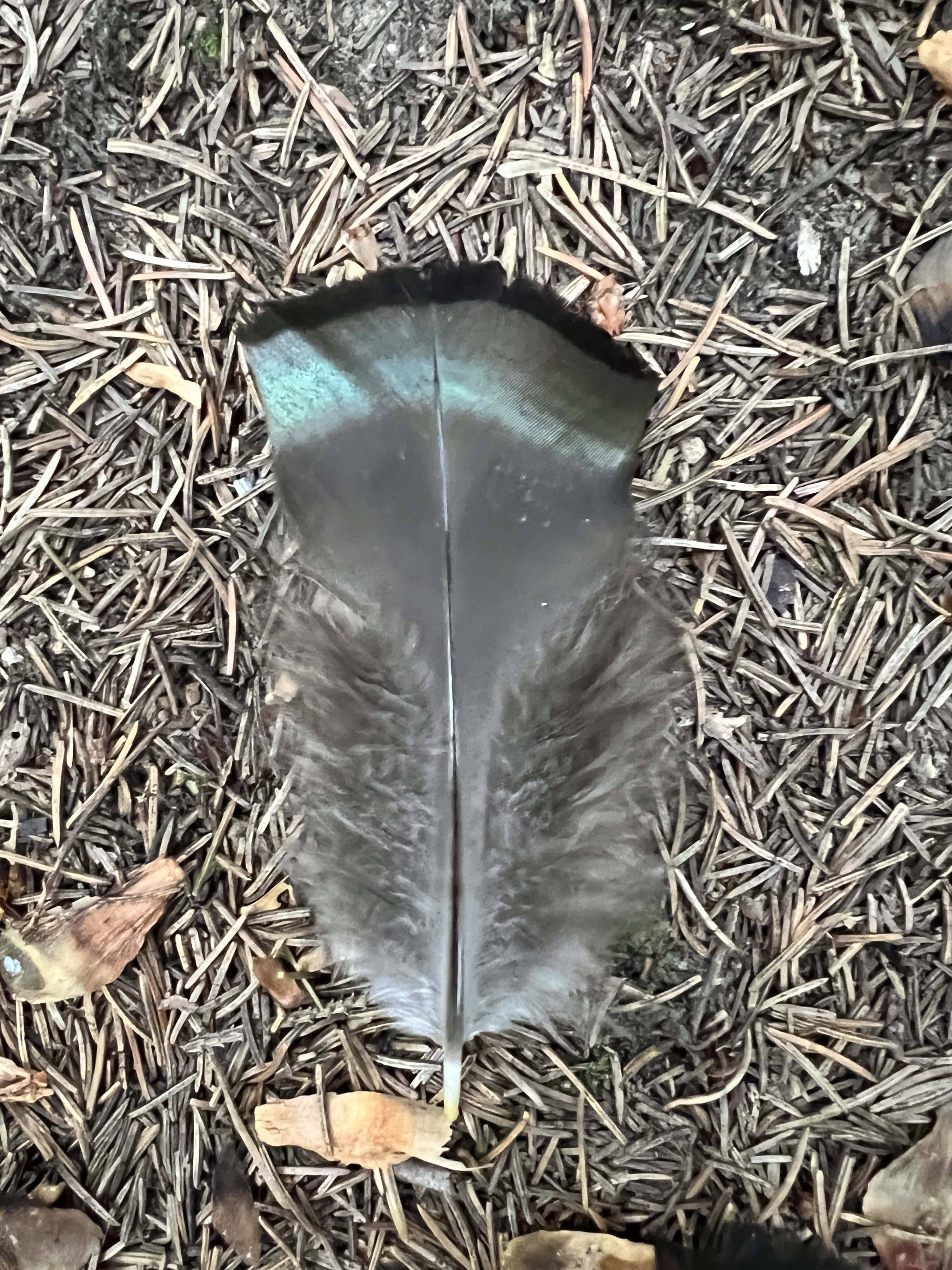 Wild turkey body feather, New York, USA