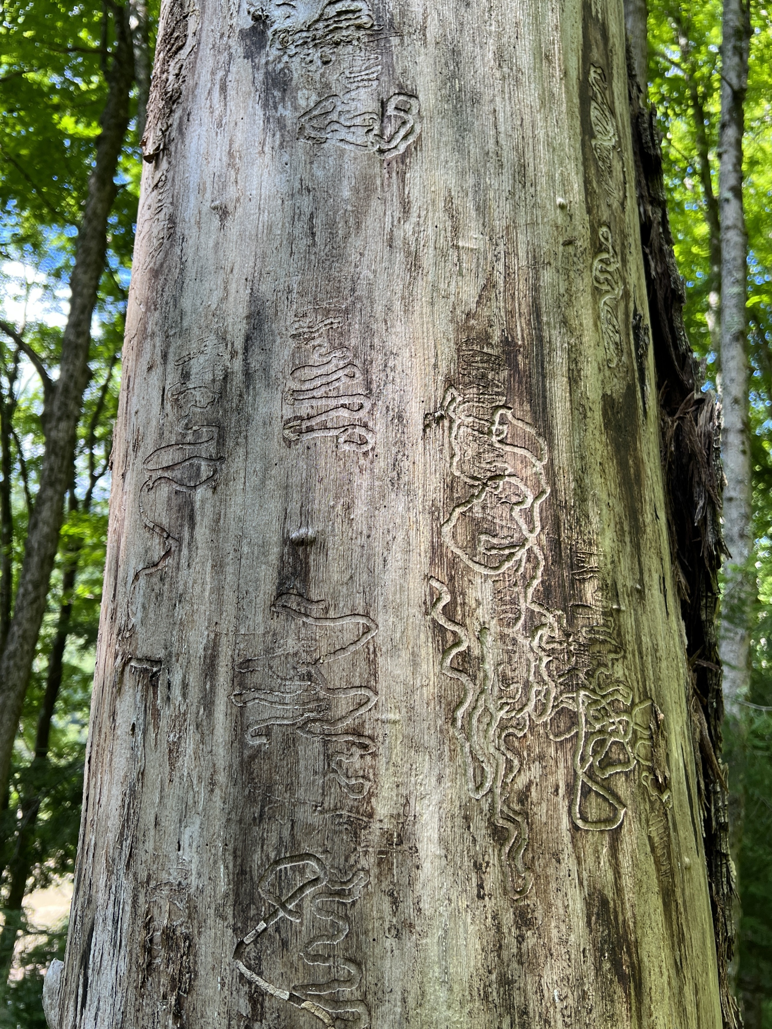 Emerald ash borer galleries, western New York, USA