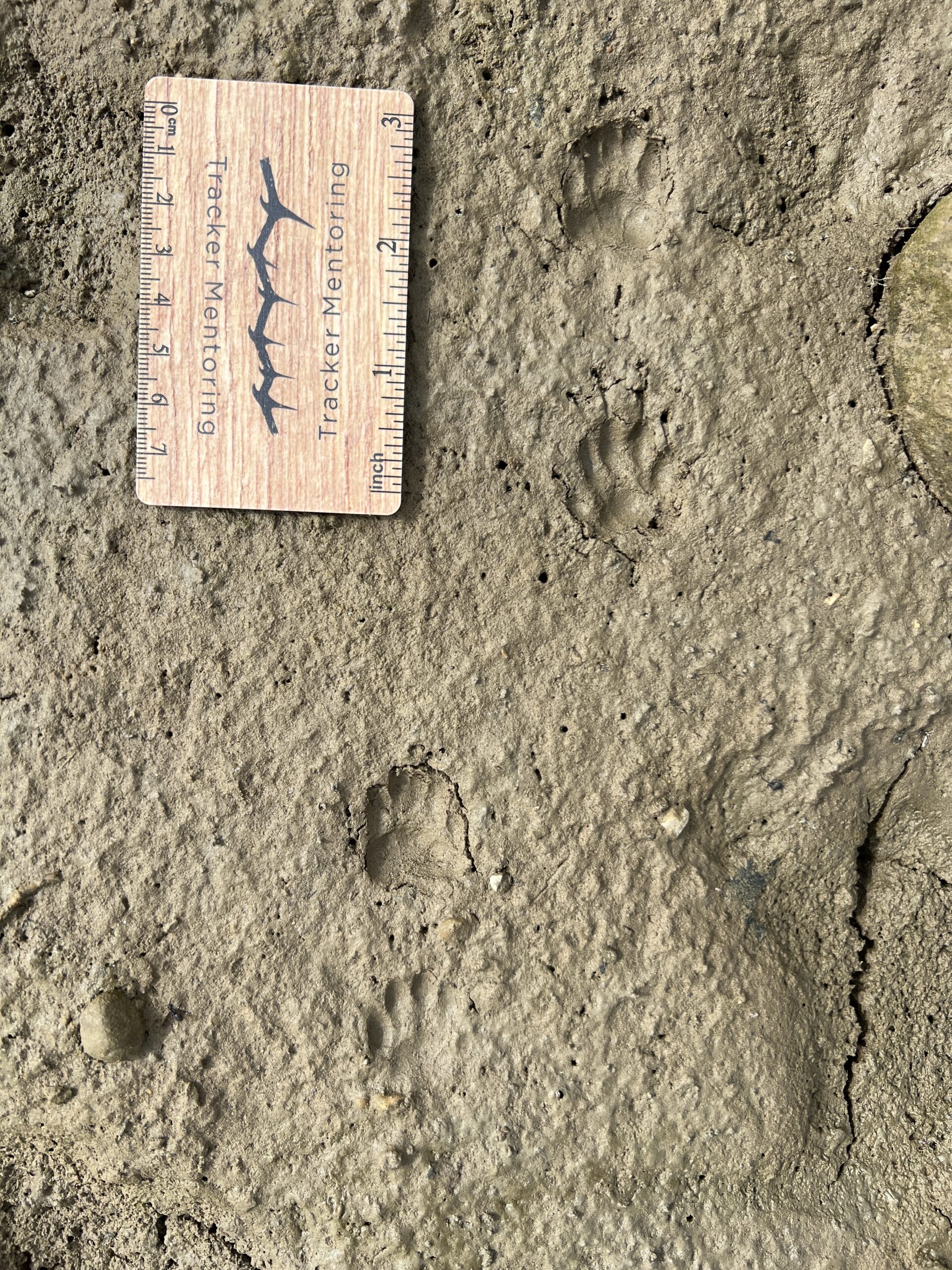 Striped skunk tracks, Pennsylvania, USA