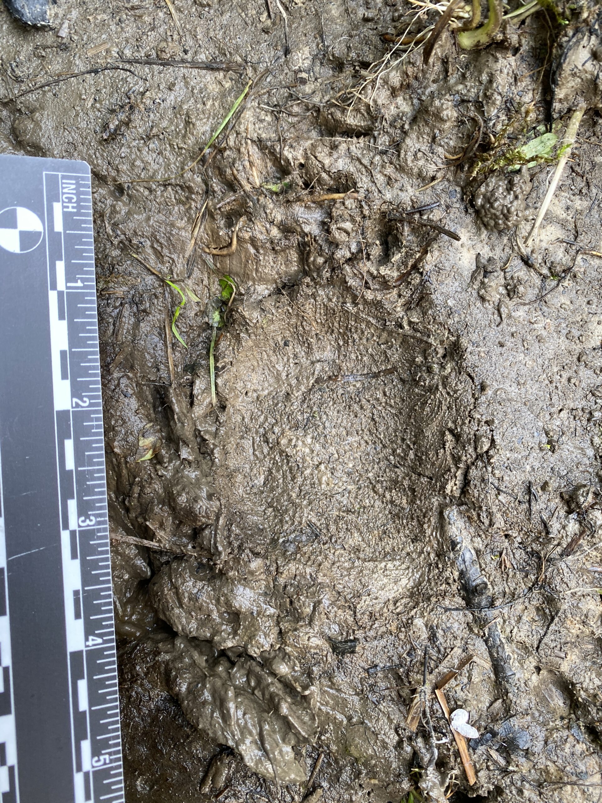 Porcupine track, New York, USA