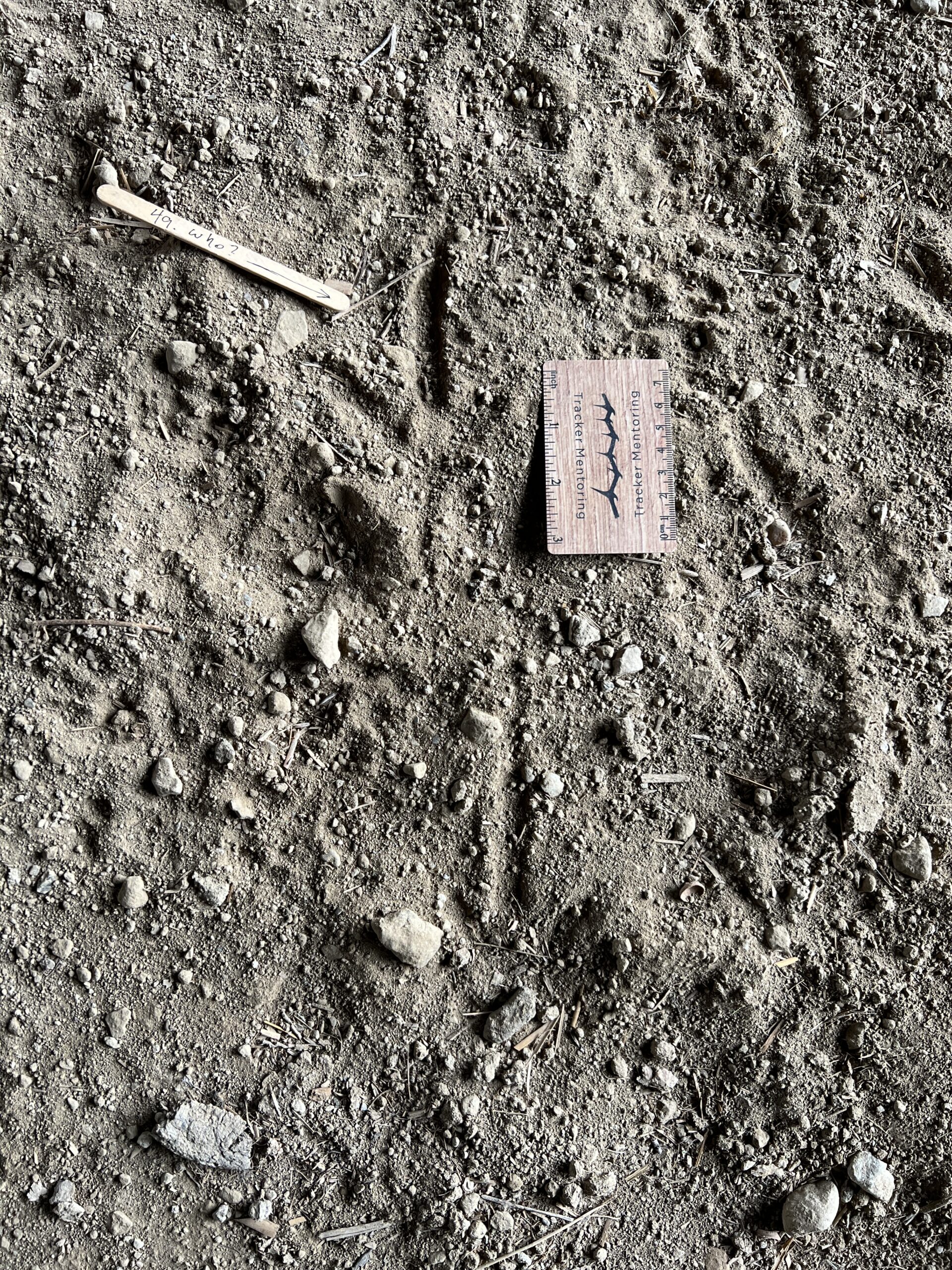 Turkey vulture tracks, Ohio, USA