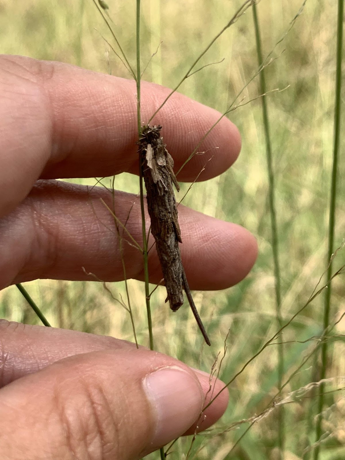 Bagworm moth larval case in Greater Kruger region of South Africa