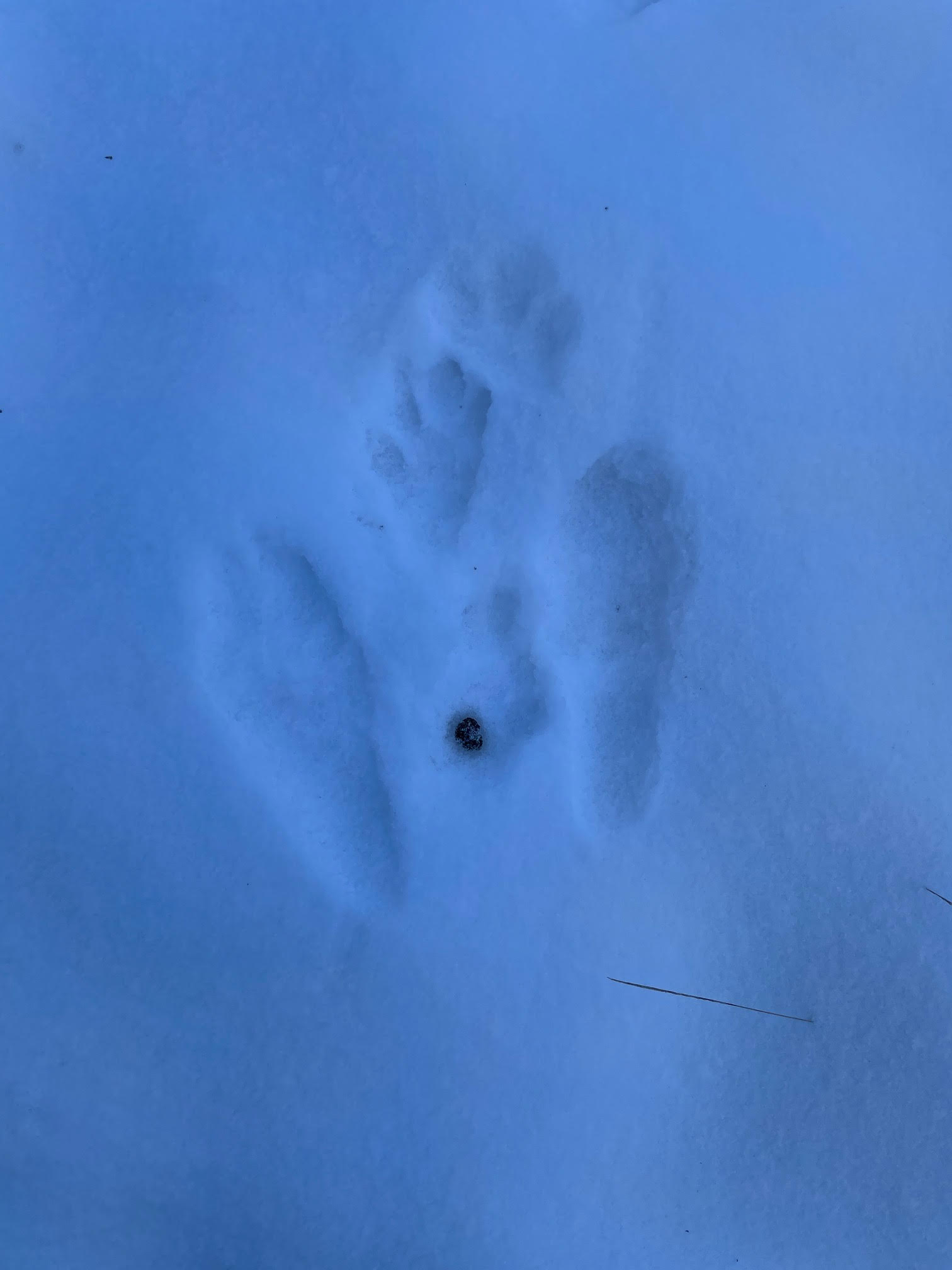 European Hare Tracks and Scat Sweden