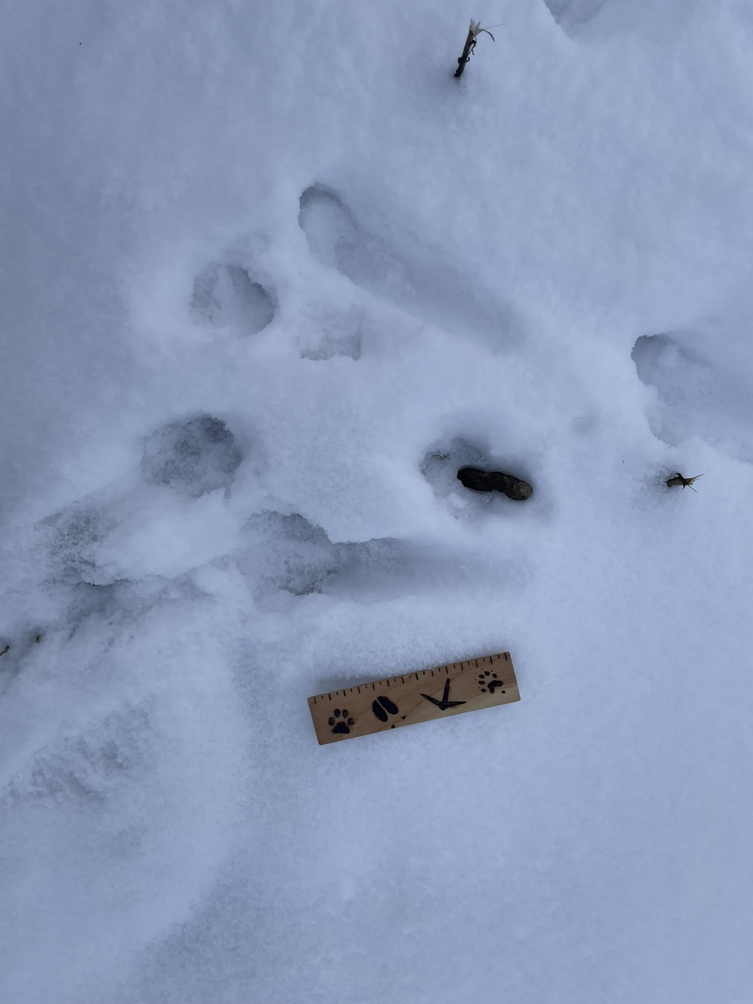 Red fox tracks and scat, in Sweden