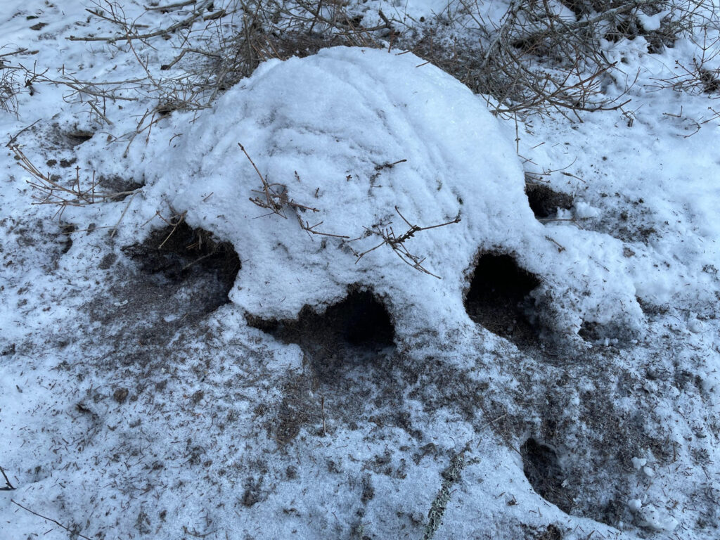 European green woodpecker feeding sign on anthills in Sweden, Sören Decraene