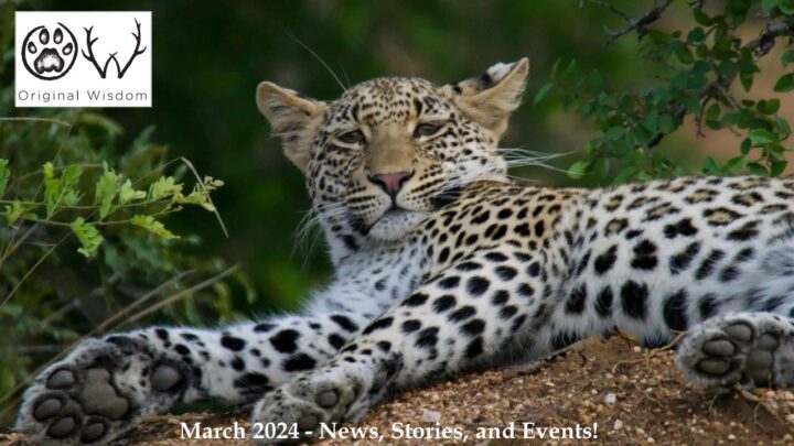 A relaxed female leopard in South Africa