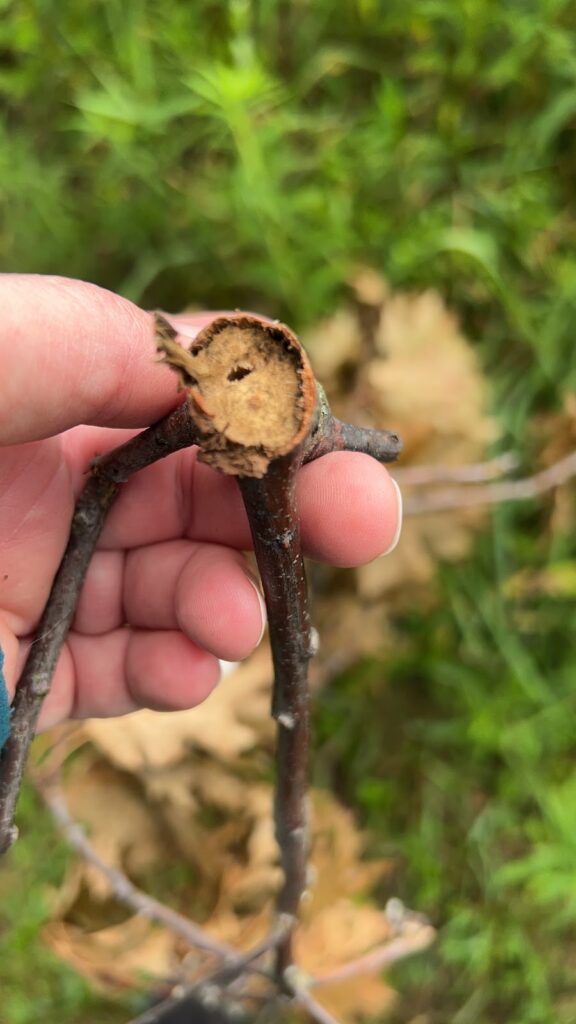 Oak Twig Pruner feeding sign and larval chamber, southwestern NY, USA, North America, Shane Hawkins