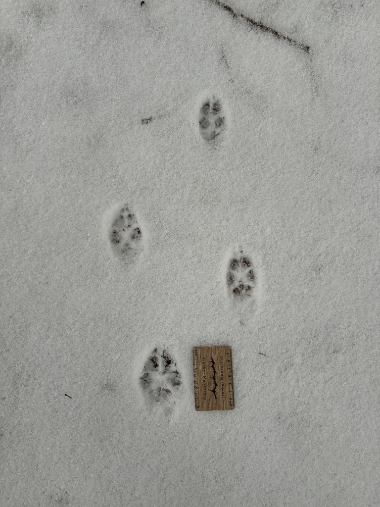Red fox tracks, male and female, western NY, USA