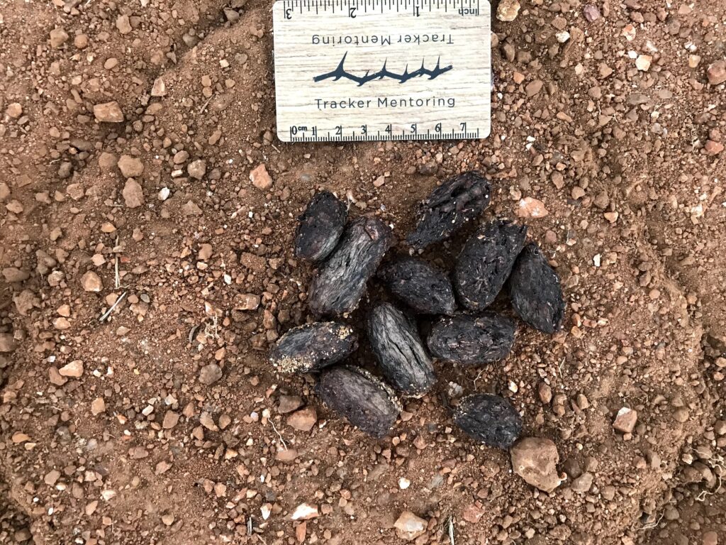 Cape porcupine scat, Greater Kruger, South Africa, Africa, Kersey Lawrence, herbivore, padded-foot, bark-eater