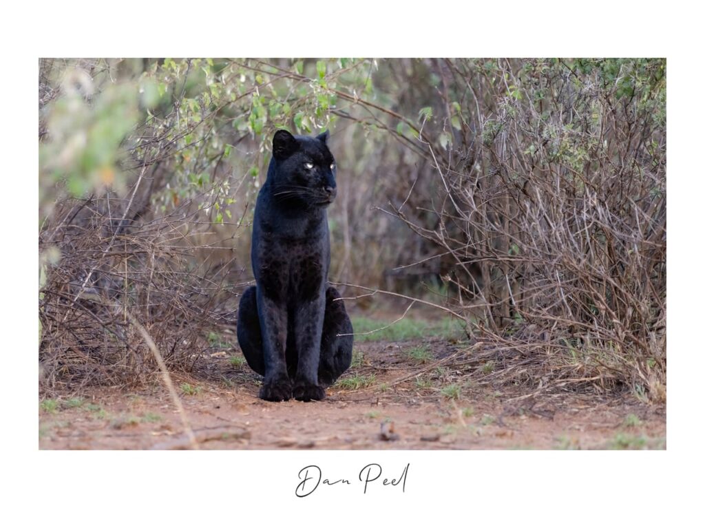 Giza Mrembo (Beautiful Darkness) the black leopardess of Laikipia Wilderness, Kenya, By Dan Peel