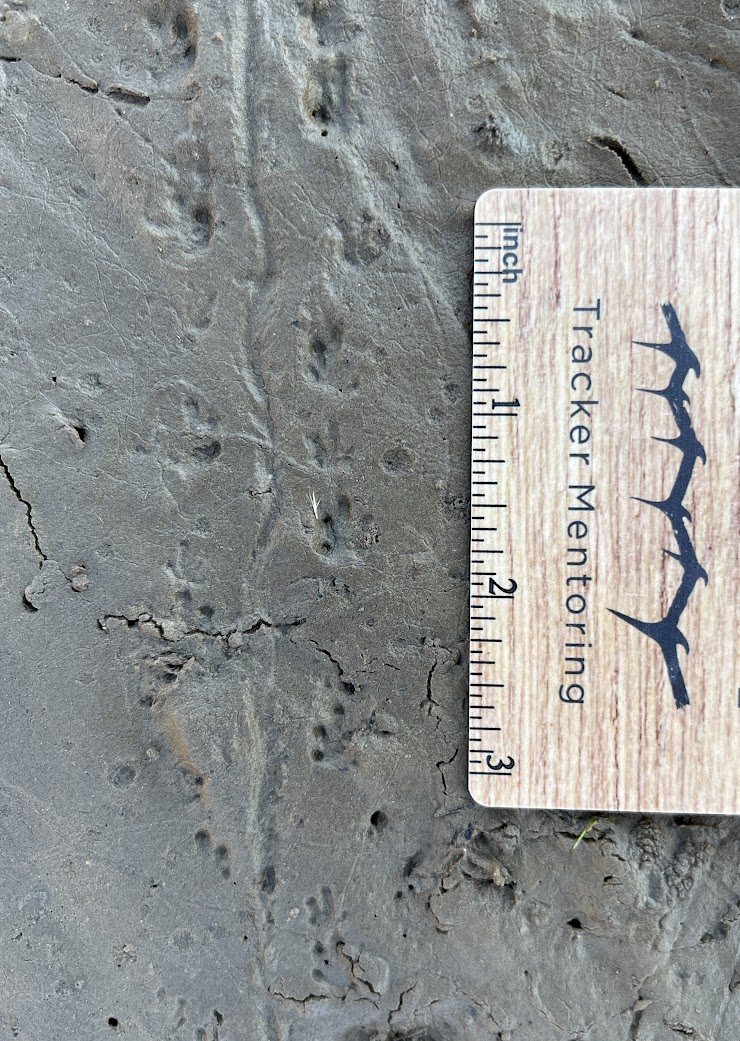 Amphibian, Salamander, Tracks, Eastern Newt likely, PA, USA, North America, Shane Hawkins