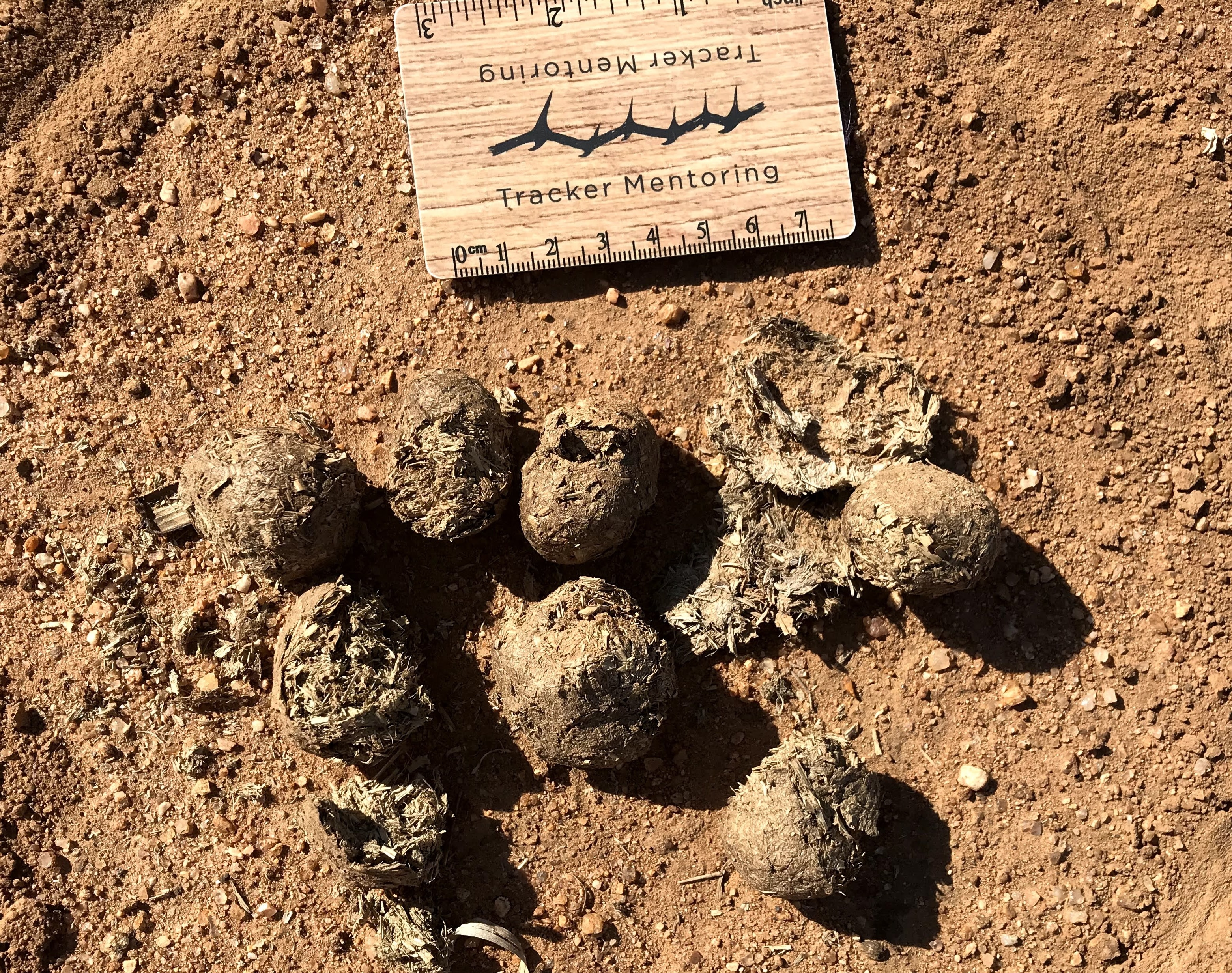Mammal, Warthog dung, Scat, Greater Kruger area of South Africa, Sandy Reed