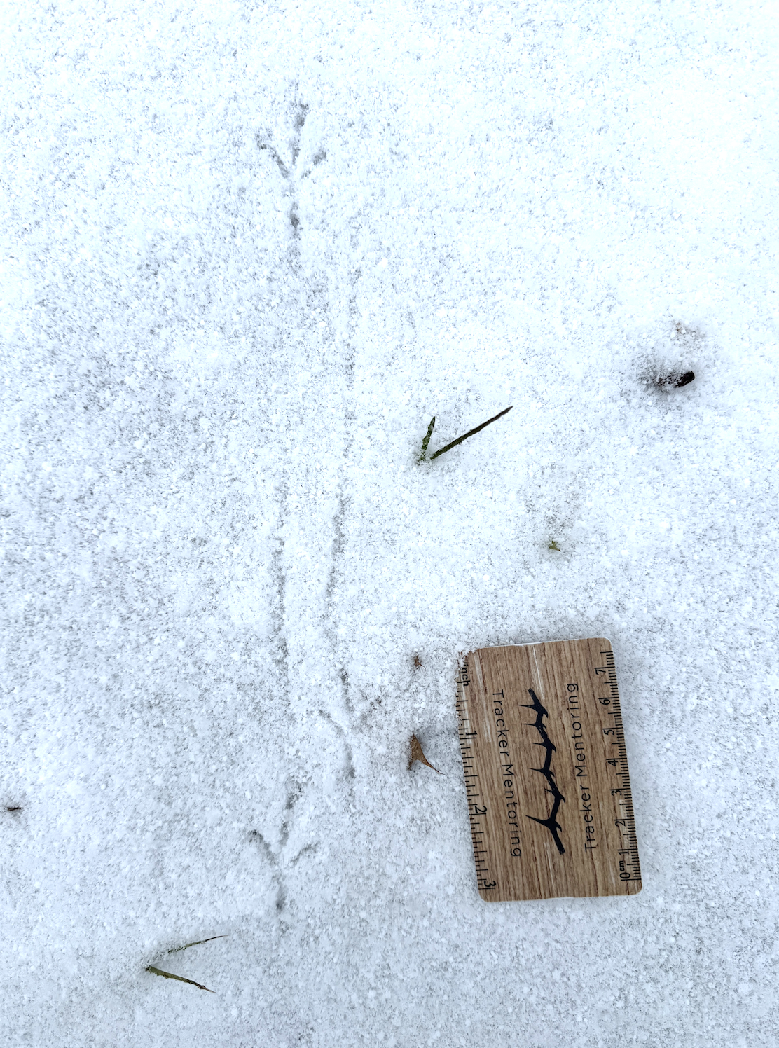 Bird, passerine, anisodactyl, American Robin, Tracks, bulbous toe pads, weak metatarsal, banana peel T2 and T4, size, Southwestern New York, USA, North America, Shane Hawkins 