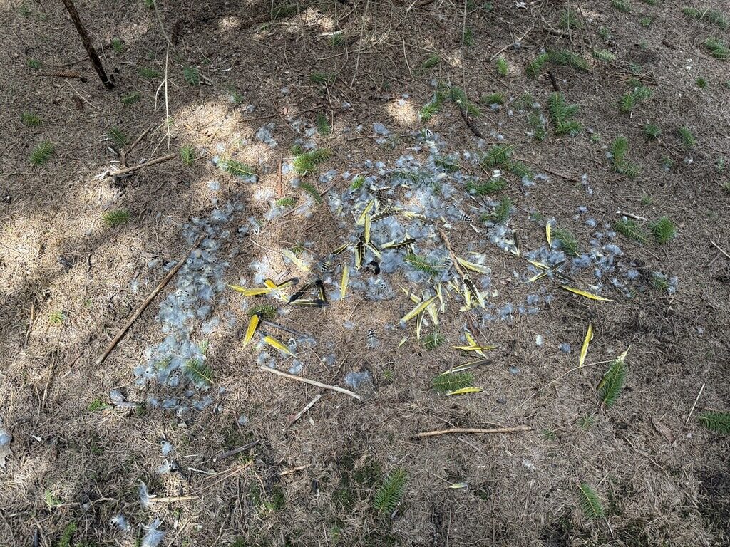 yellow shafted flicker feathers killed by a raptor, Southwestern New York, USA, North America, bird feathers, kill site, bird track and sign identification