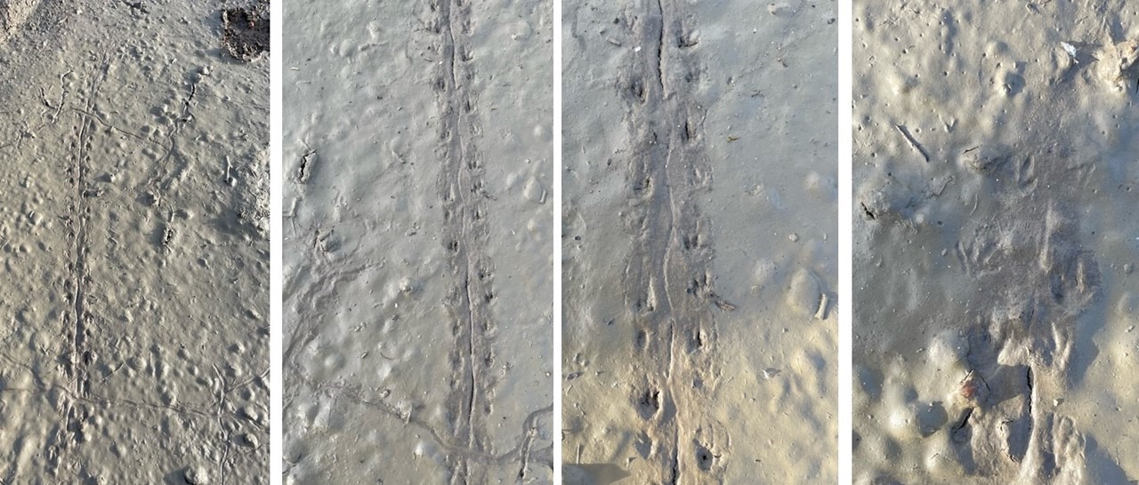 salamander trail, central Sweden, Amphibian track and sign identification