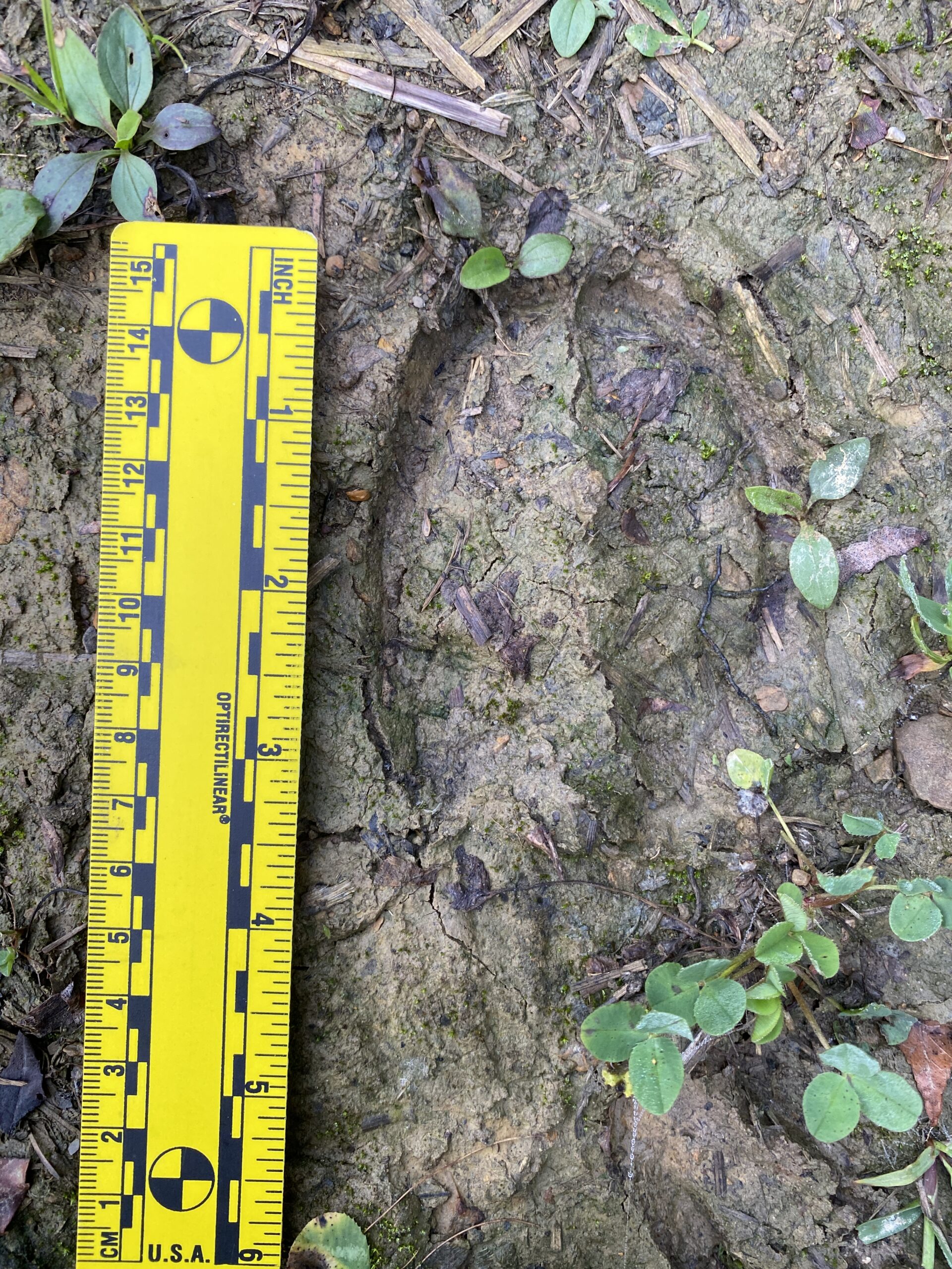 Mammal, Ungulate, Roosevelt Elk Tracks, Benzette, PA, USA, North America, Shane Hawkins 