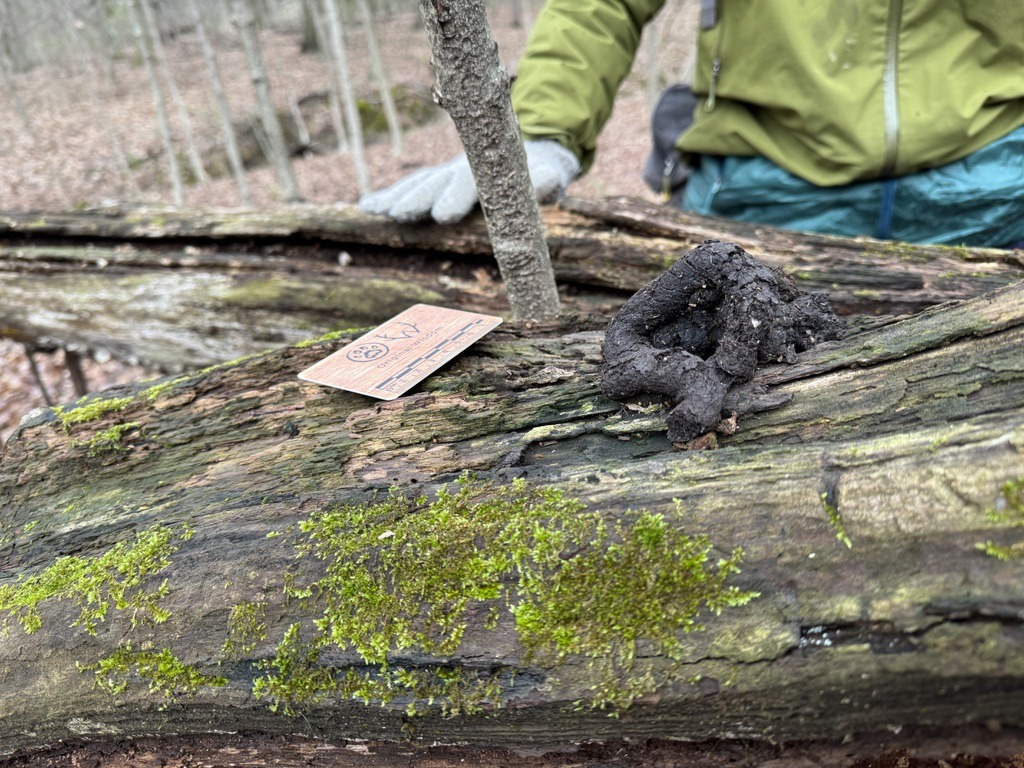 raccoon scat, Central Ohio, USA, North America, mammal track and sign identification