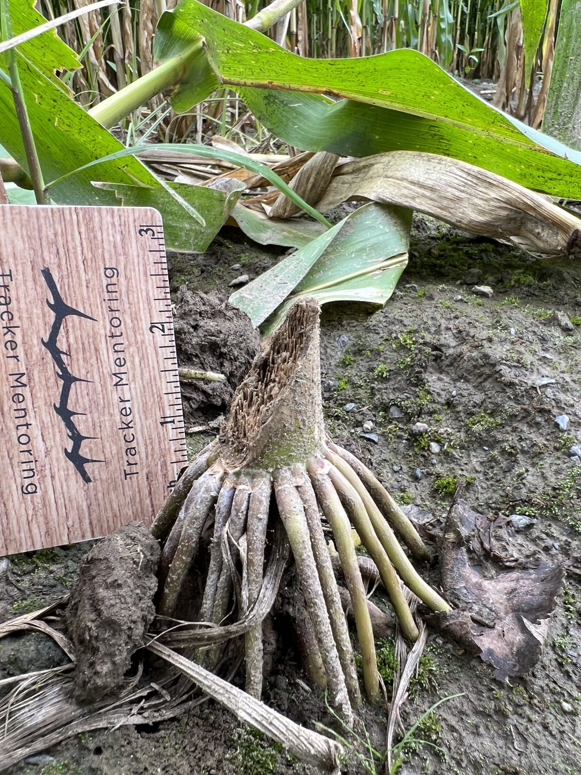 Mammal, Beaver harvesting corn stalks, feeding sign, behavior, VT, USA, North America, Shane Hawkins