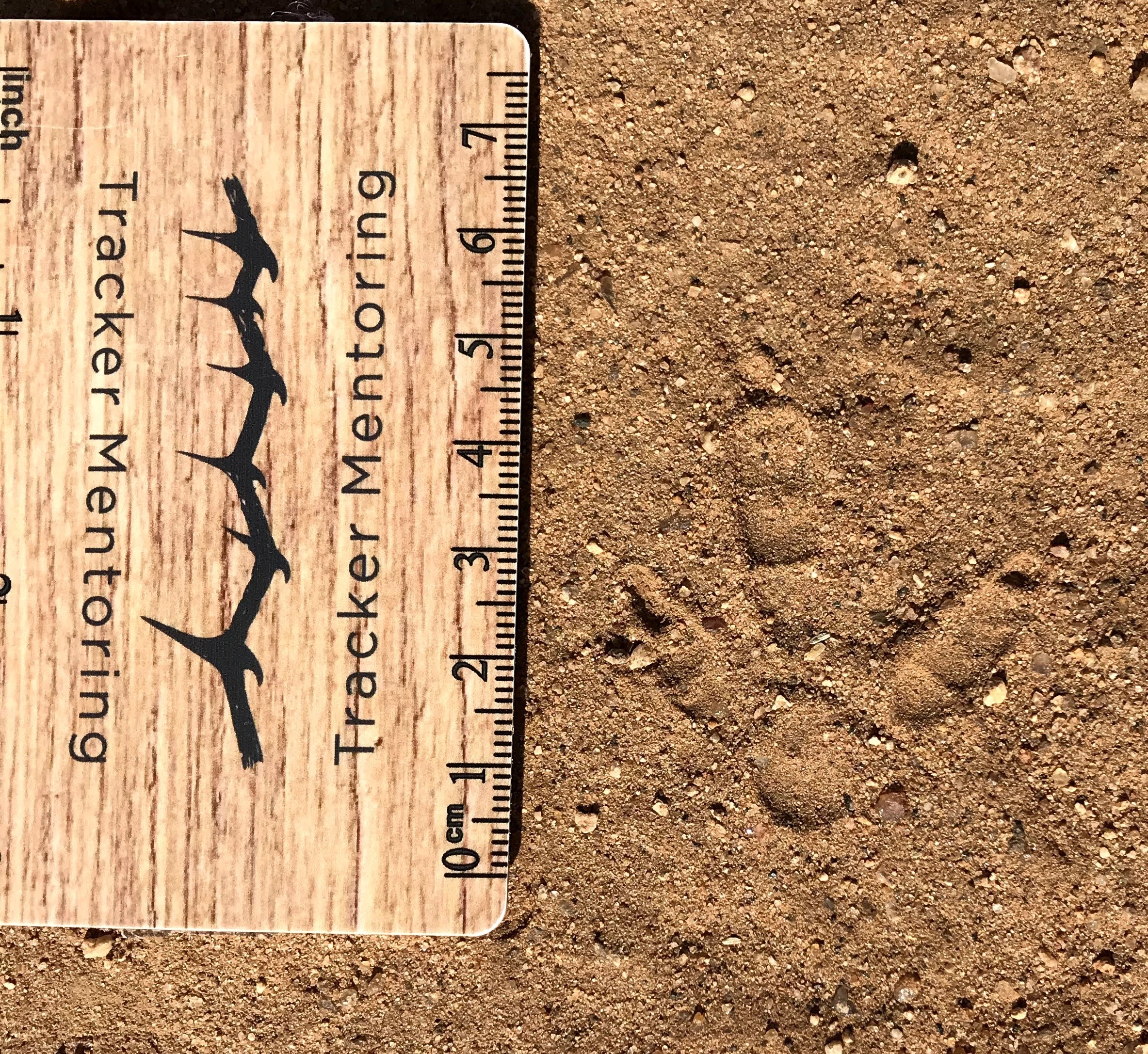 Bird, groundbird, tridactyl, Red crested korhaan, Track, right foot, Greater Kruger area of South Africa, Sandy Reed